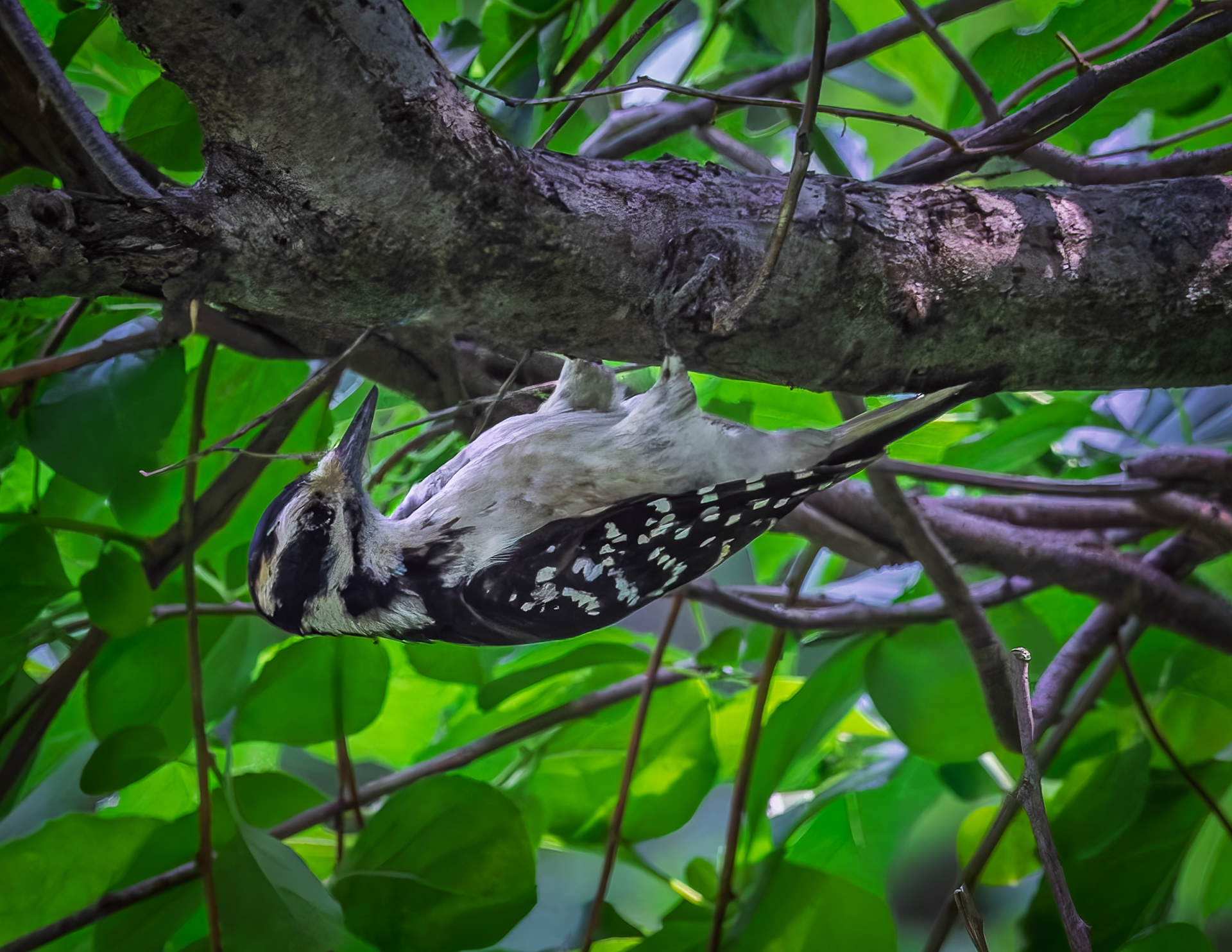 Female Hairy Woodpecker