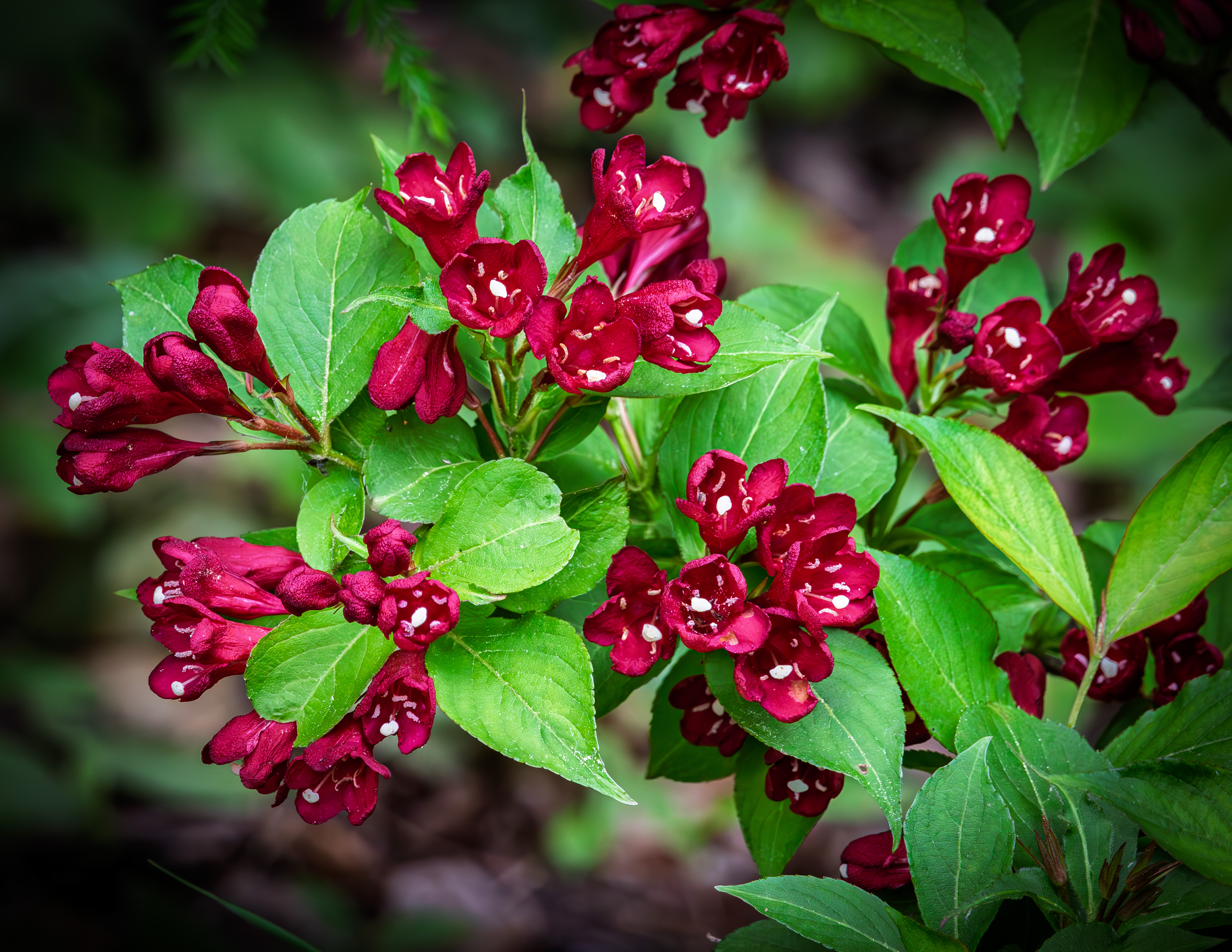 Crimson Weigela - June 20, 2025