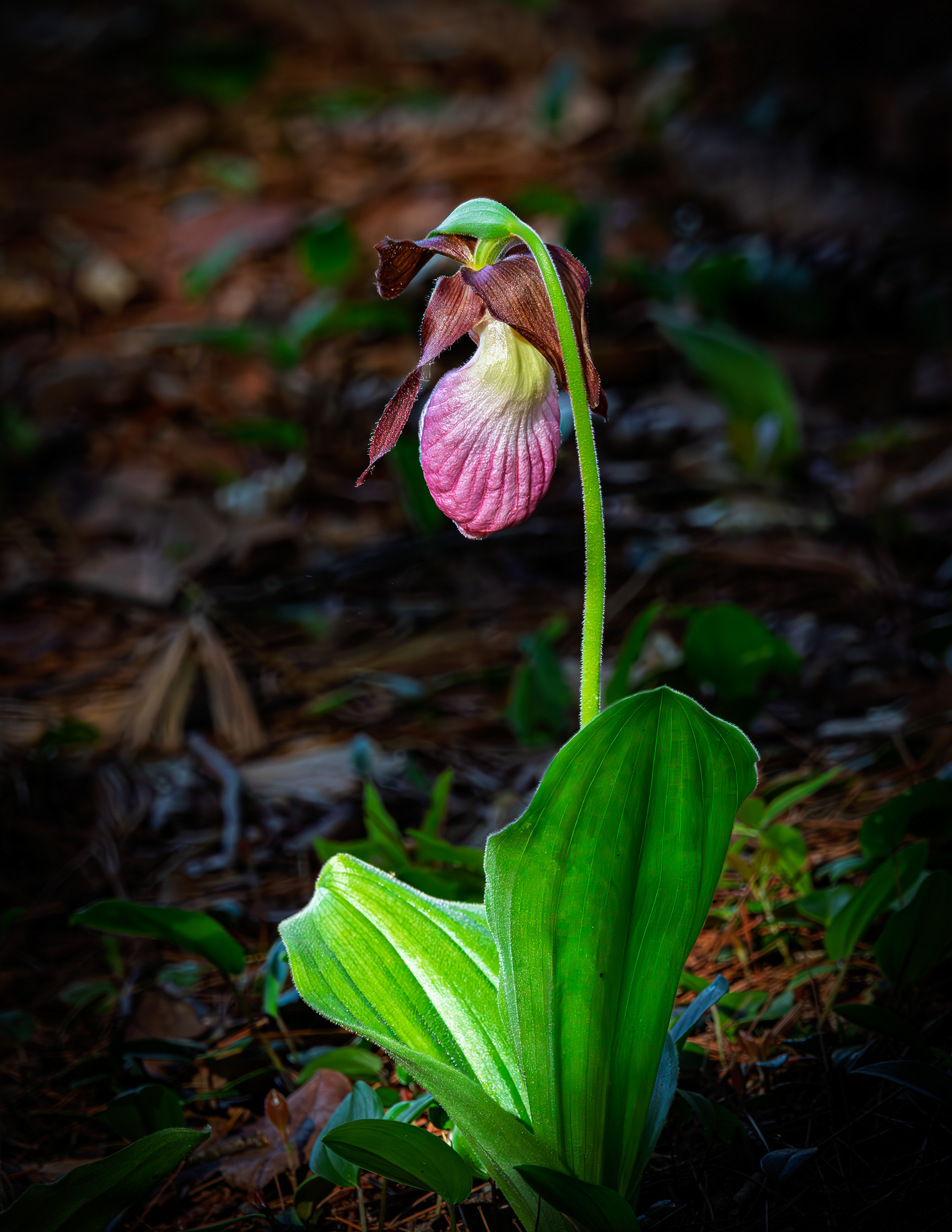 Lady Slipper No1
