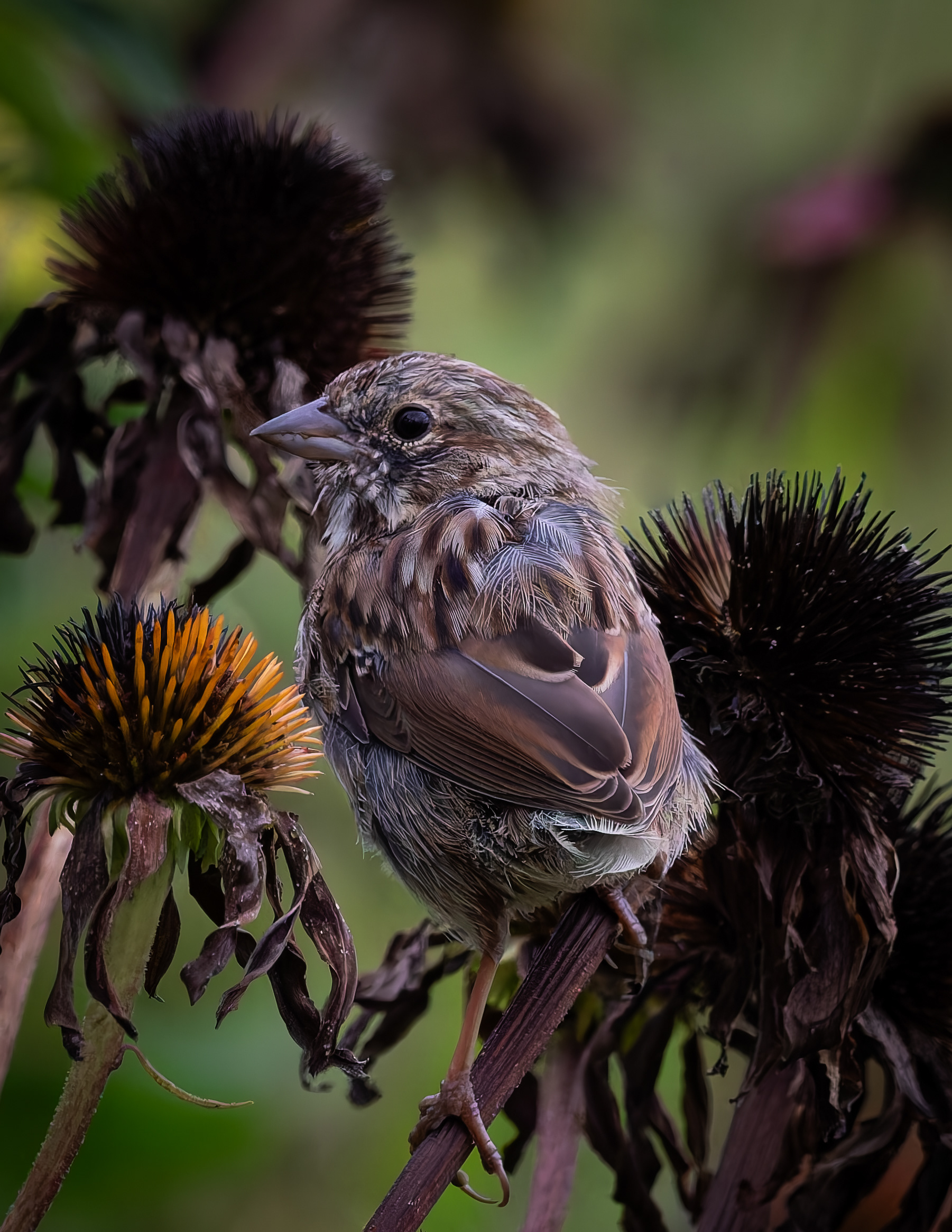 Song Sparrow No3 - September 8, 2026