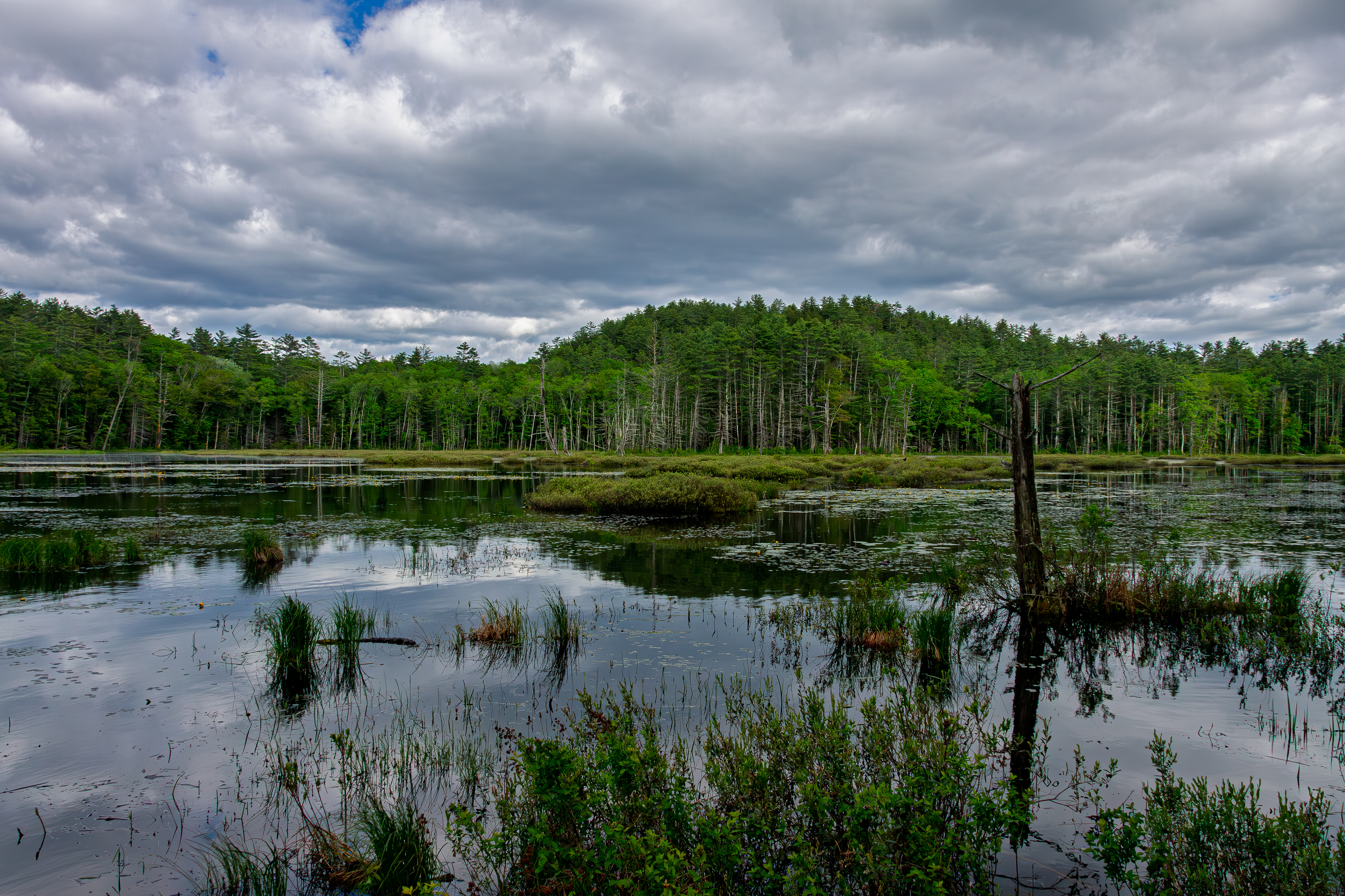 Quincy Bog No4