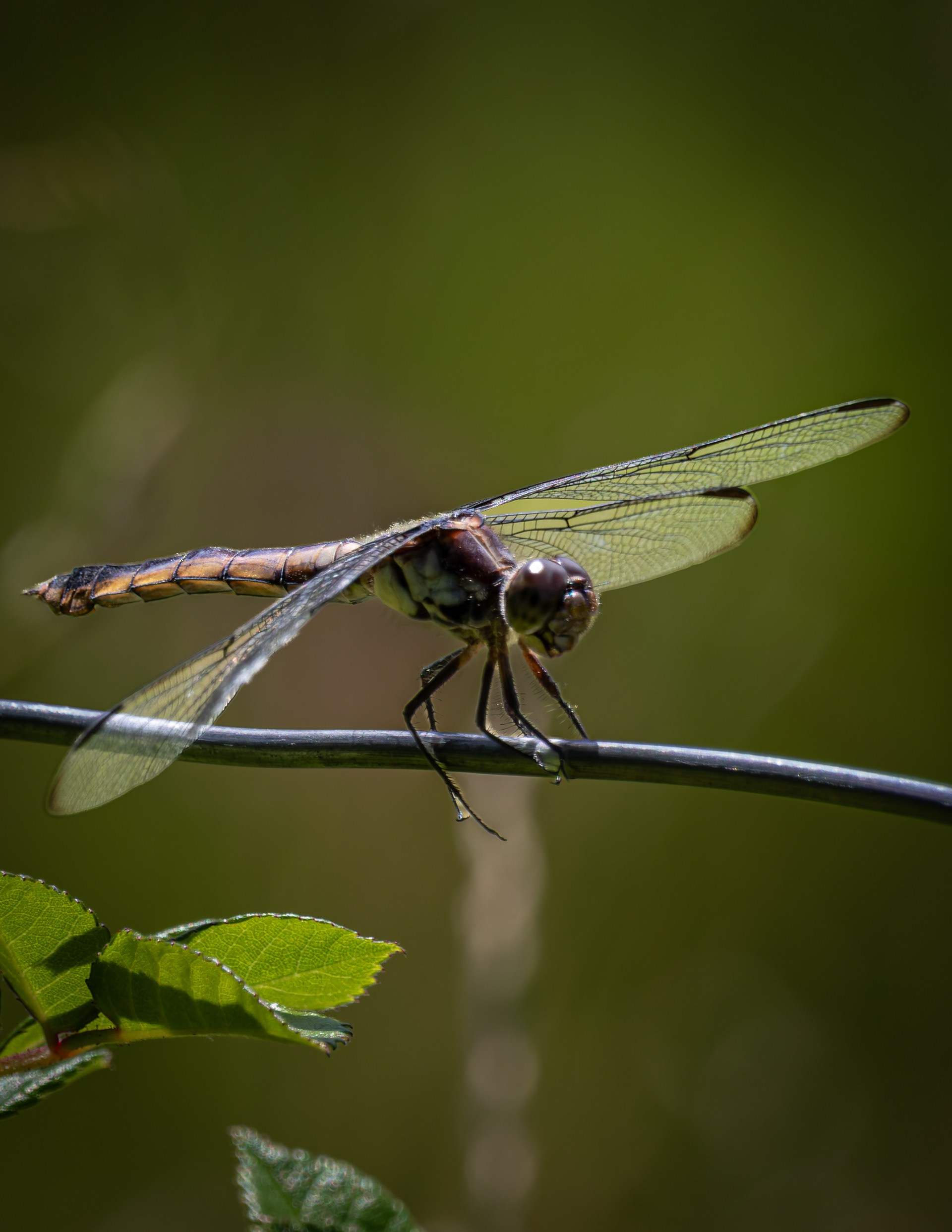 Dragonfly No1