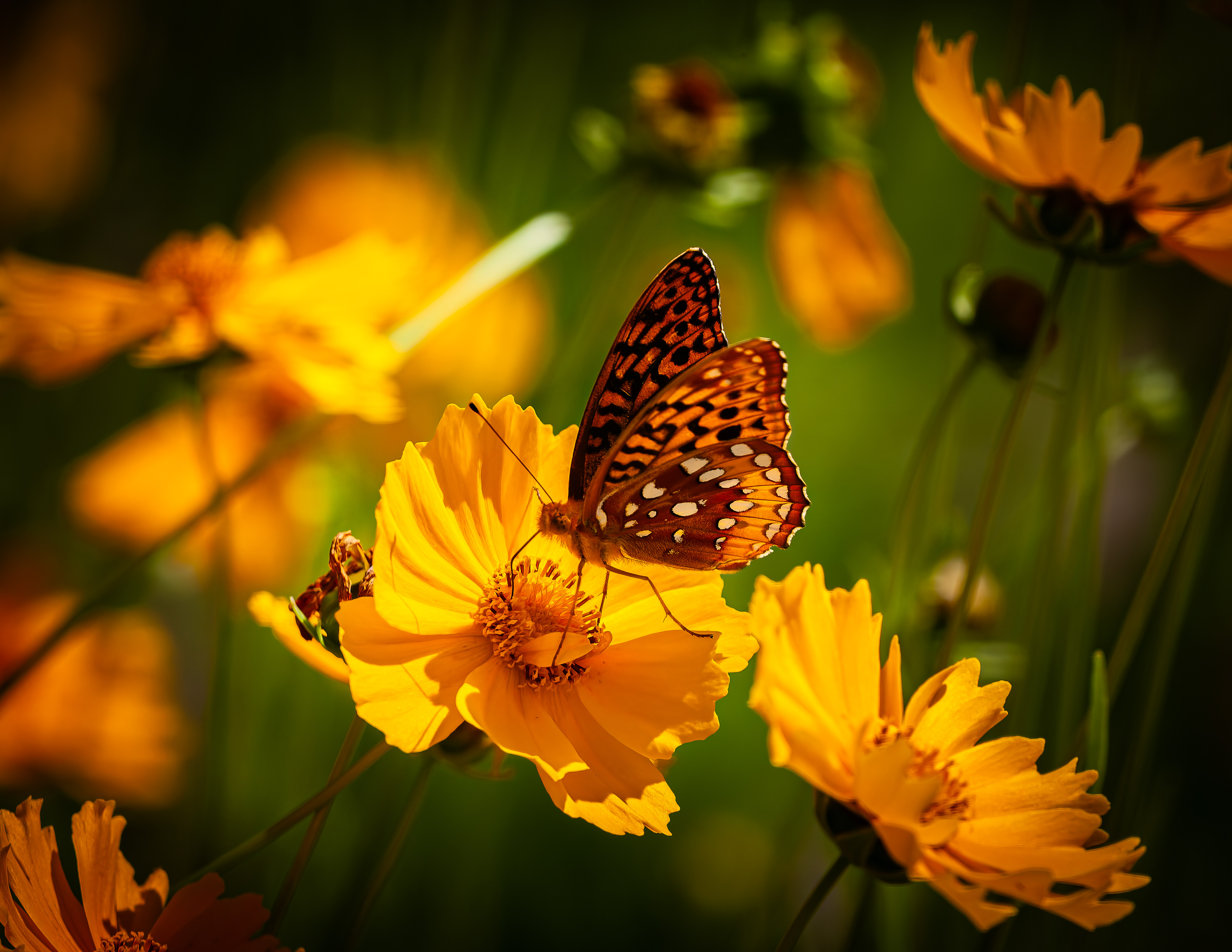 Great Spangled Fritillary Butterfly No2