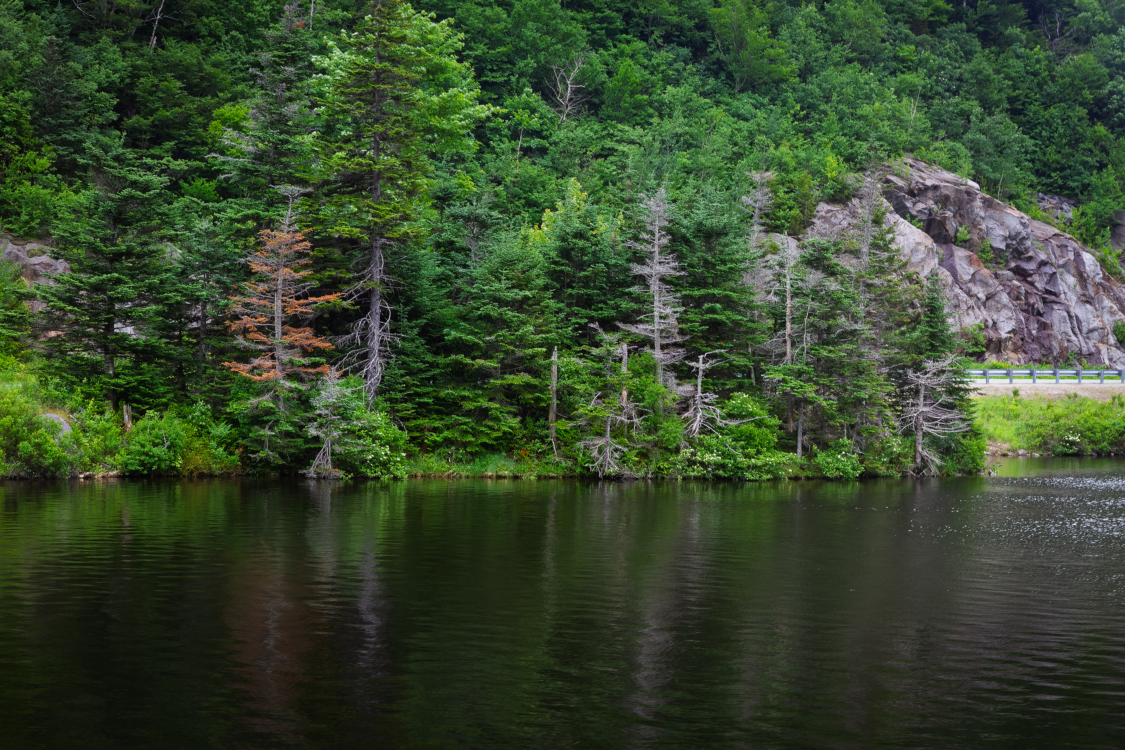 Beaver Pond No2