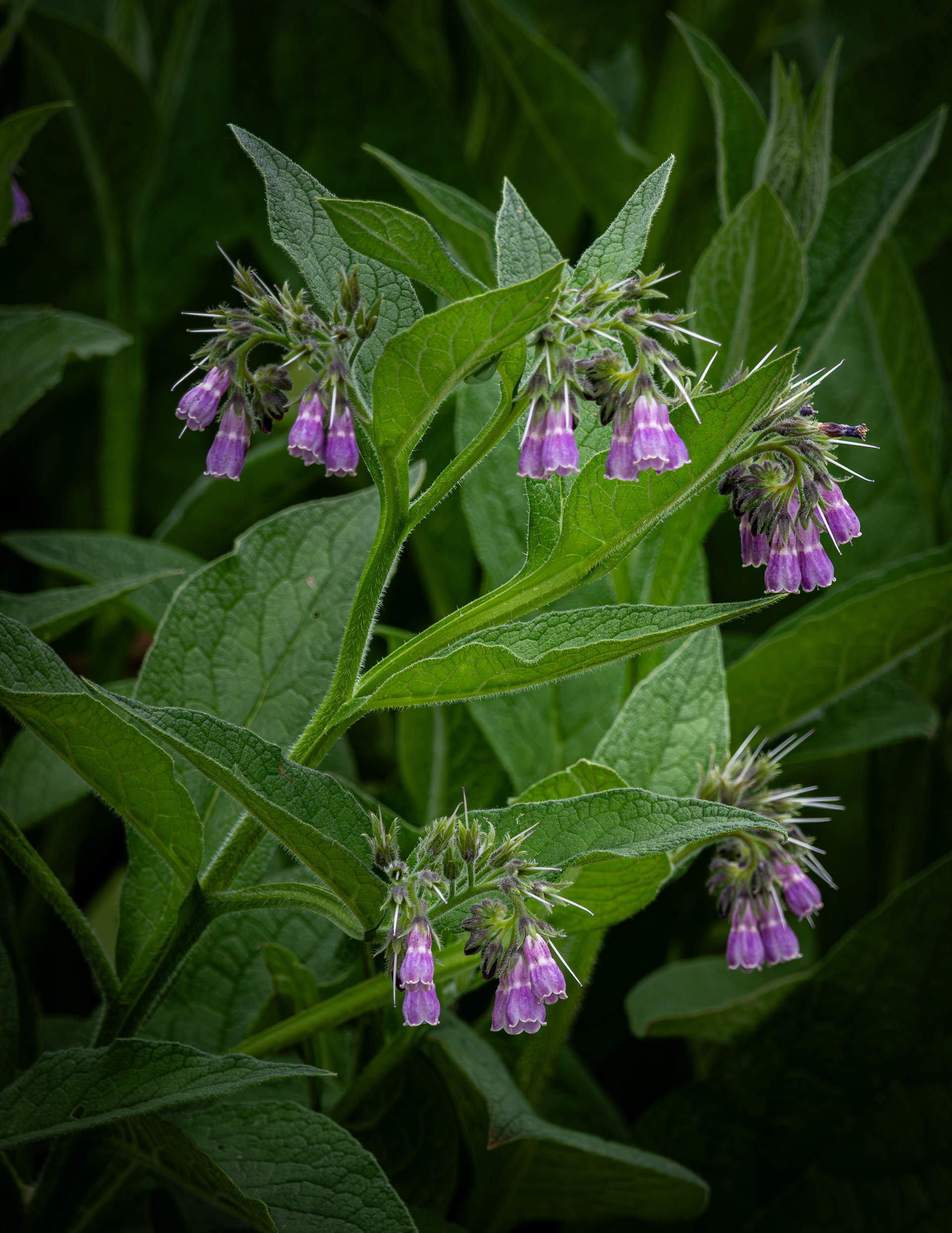 Cultivated Comfrey