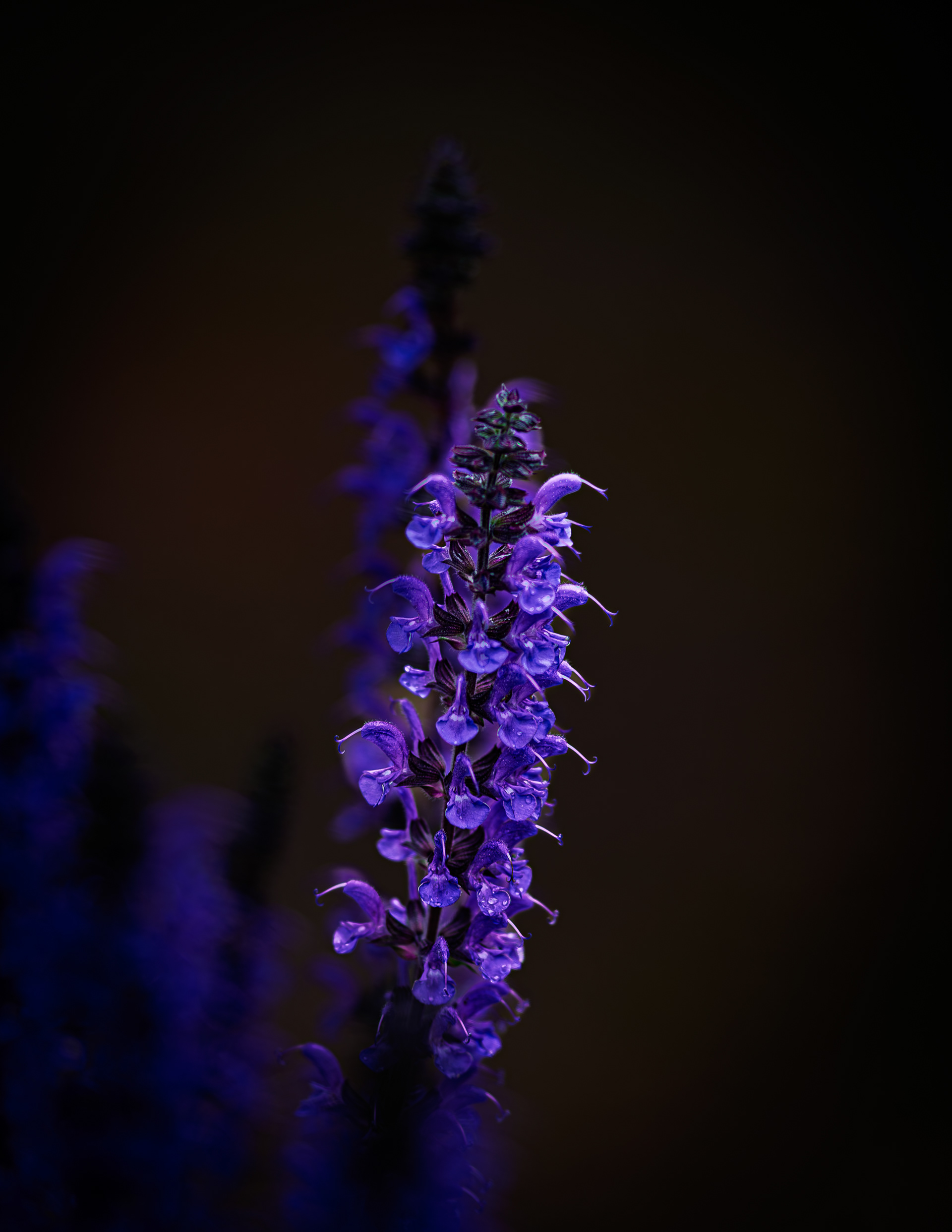 Purple Salvia