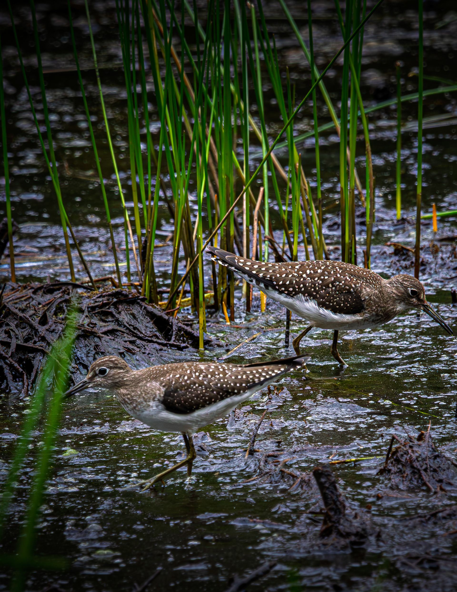 Spotted Sandpipers No4