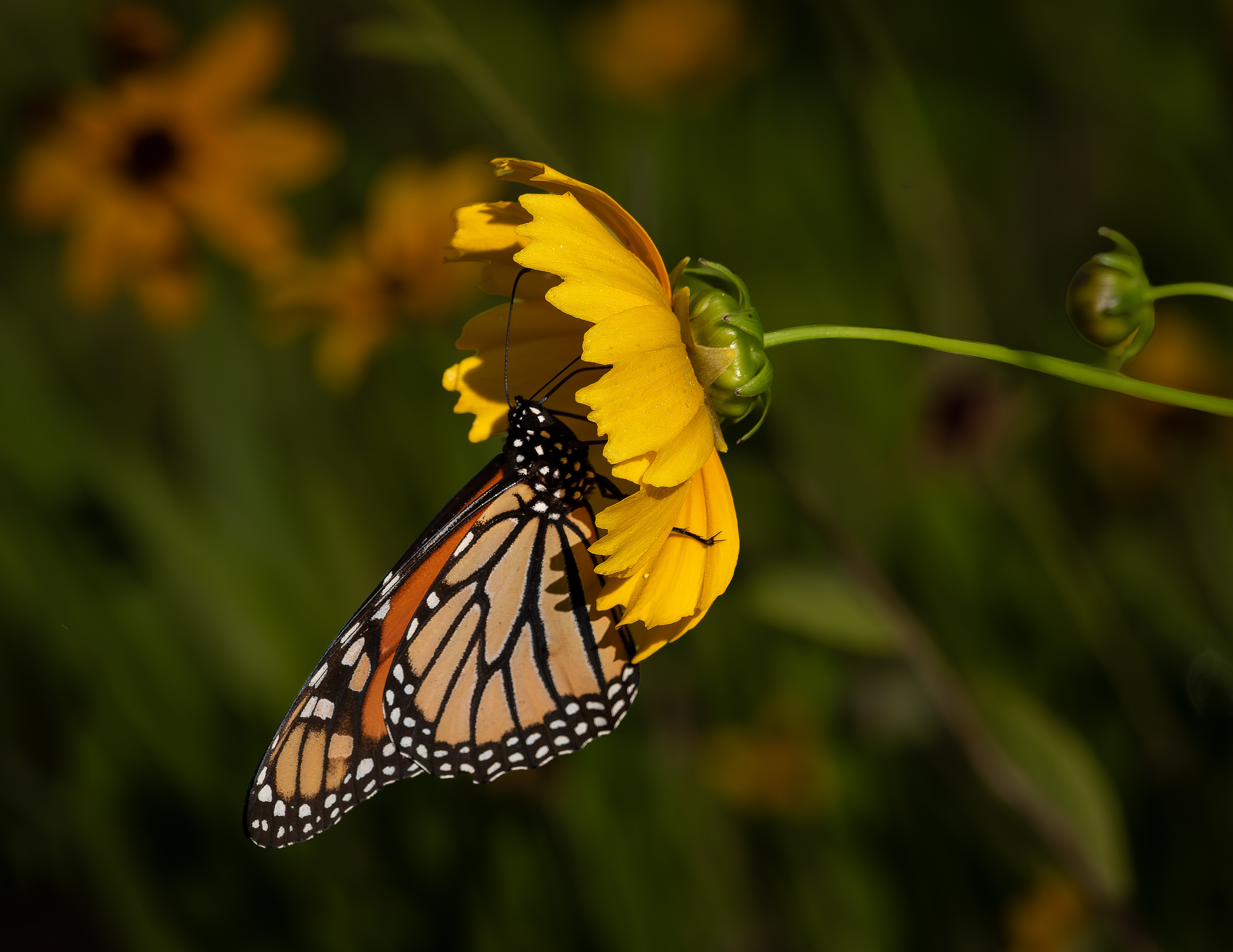 Monarch Butterflfy No1