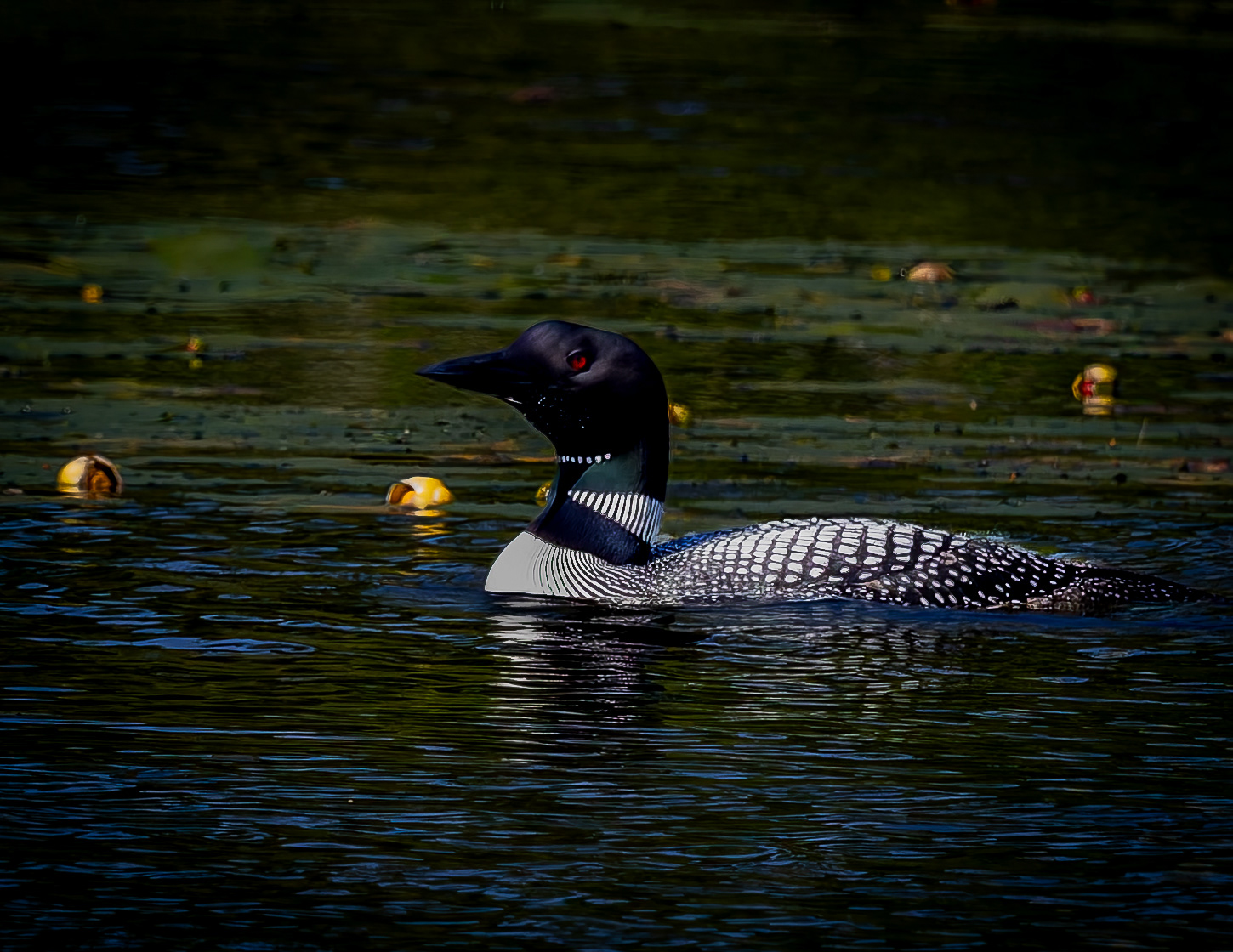 Common Loon