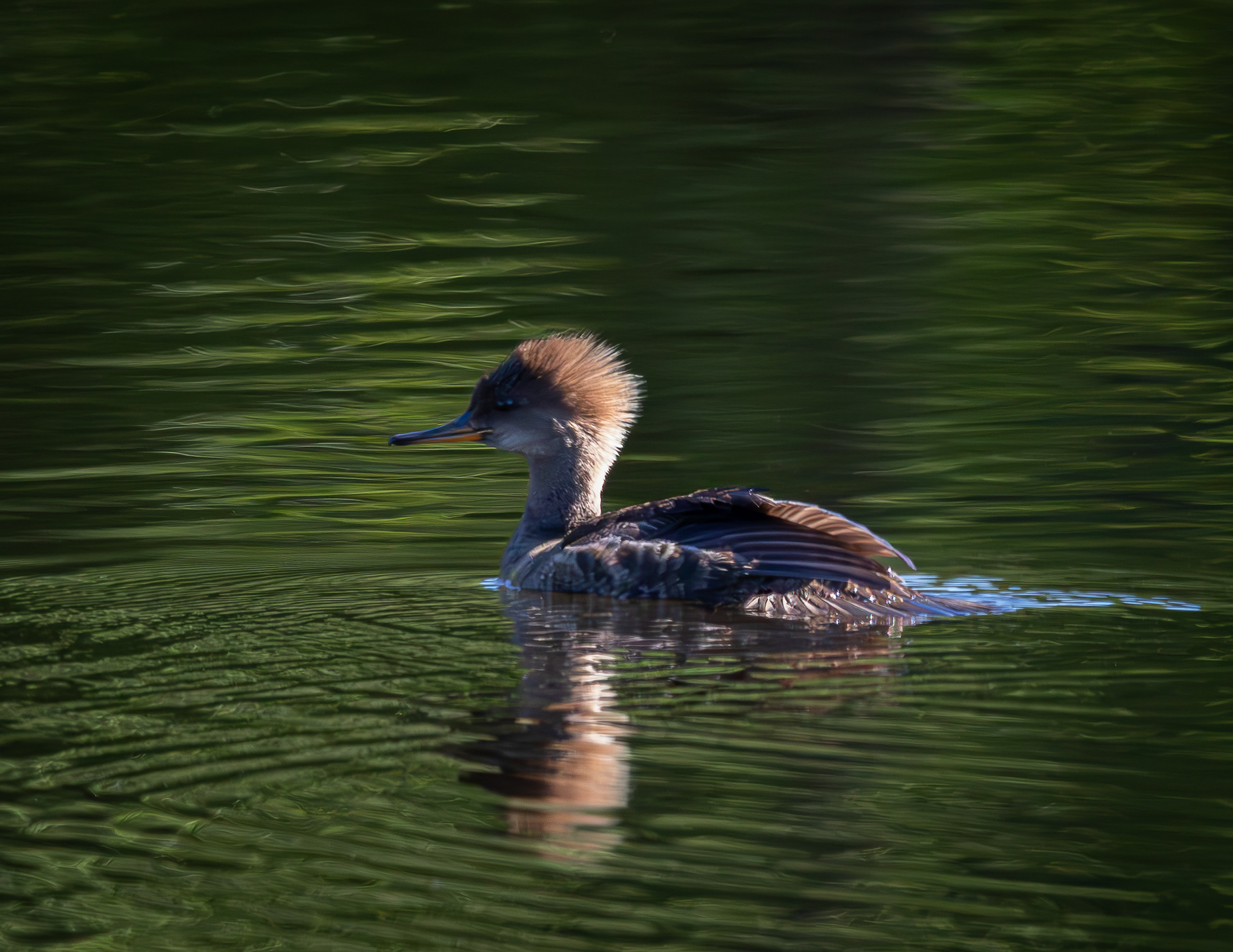 Female Hooded Merganser - May 26, 2026