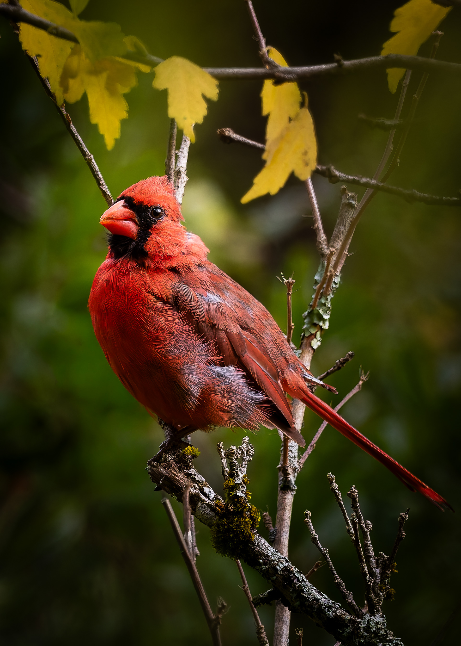 Male Northern Cardinal - September 29, 2026
