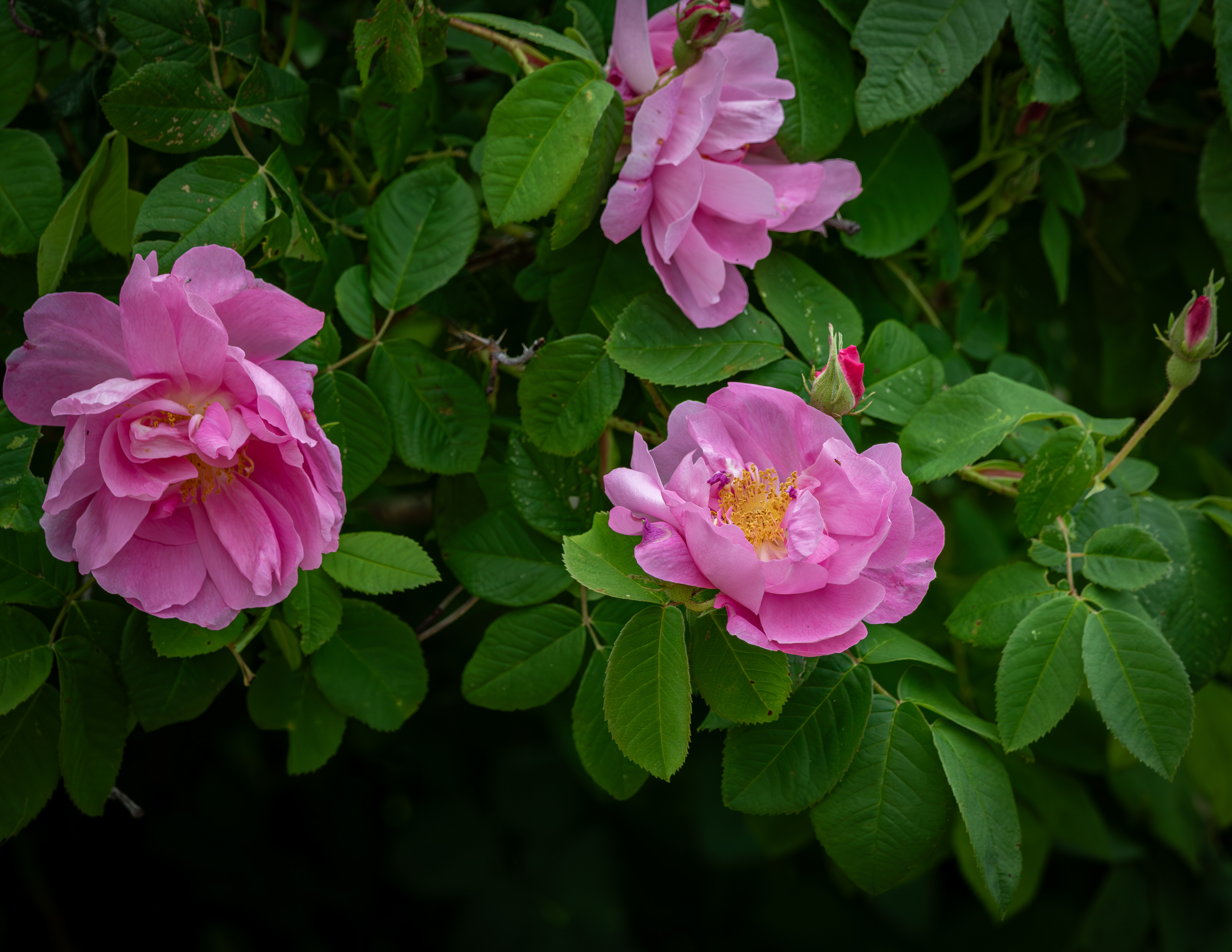 Rugosa Rose