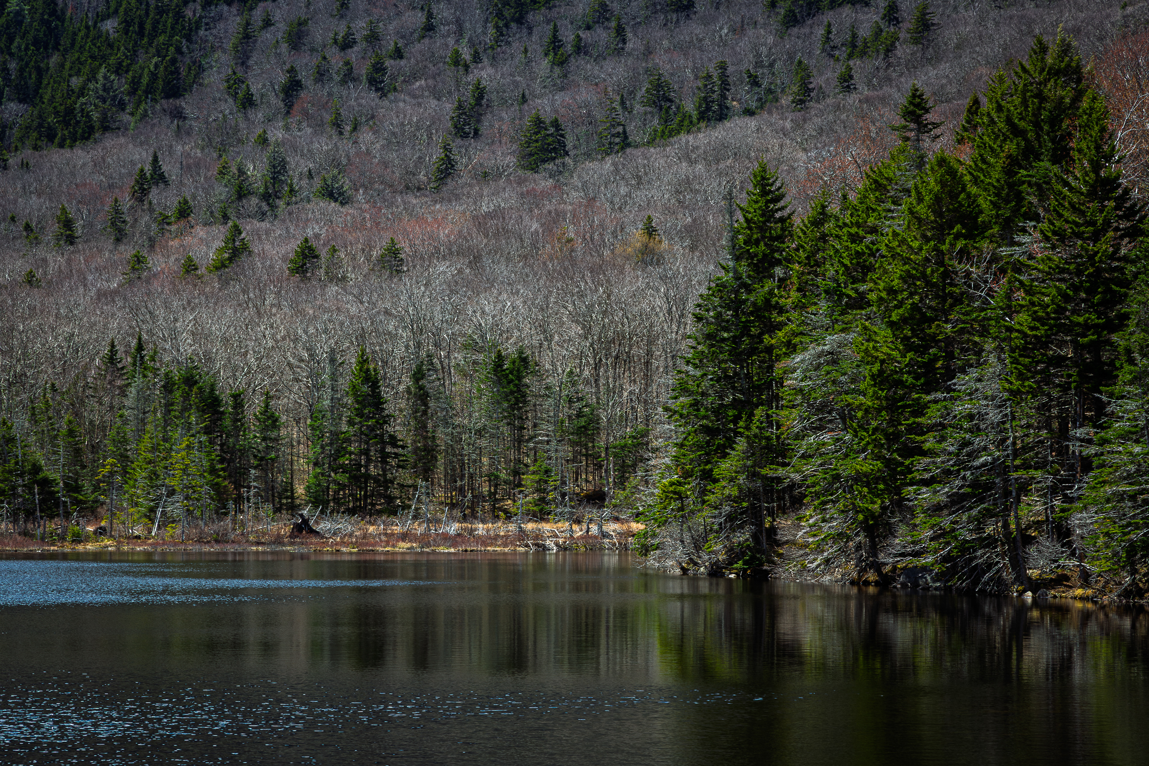 Beaver Pond No4