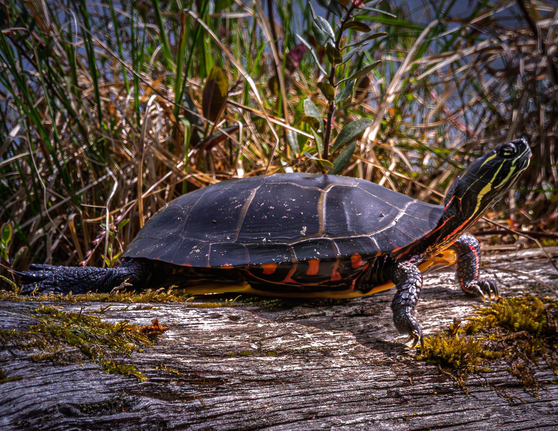 Painted Turtle
