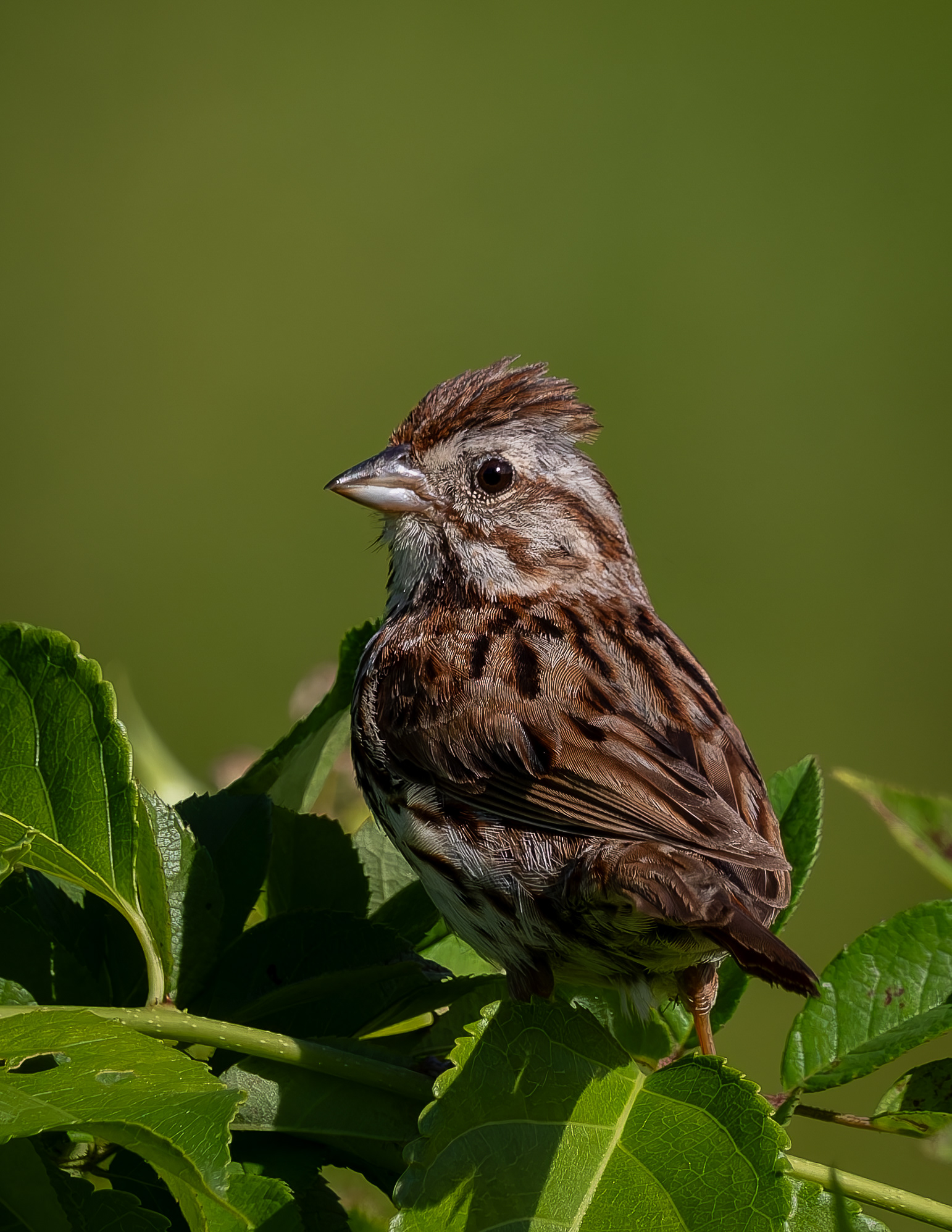 Song Sparrow