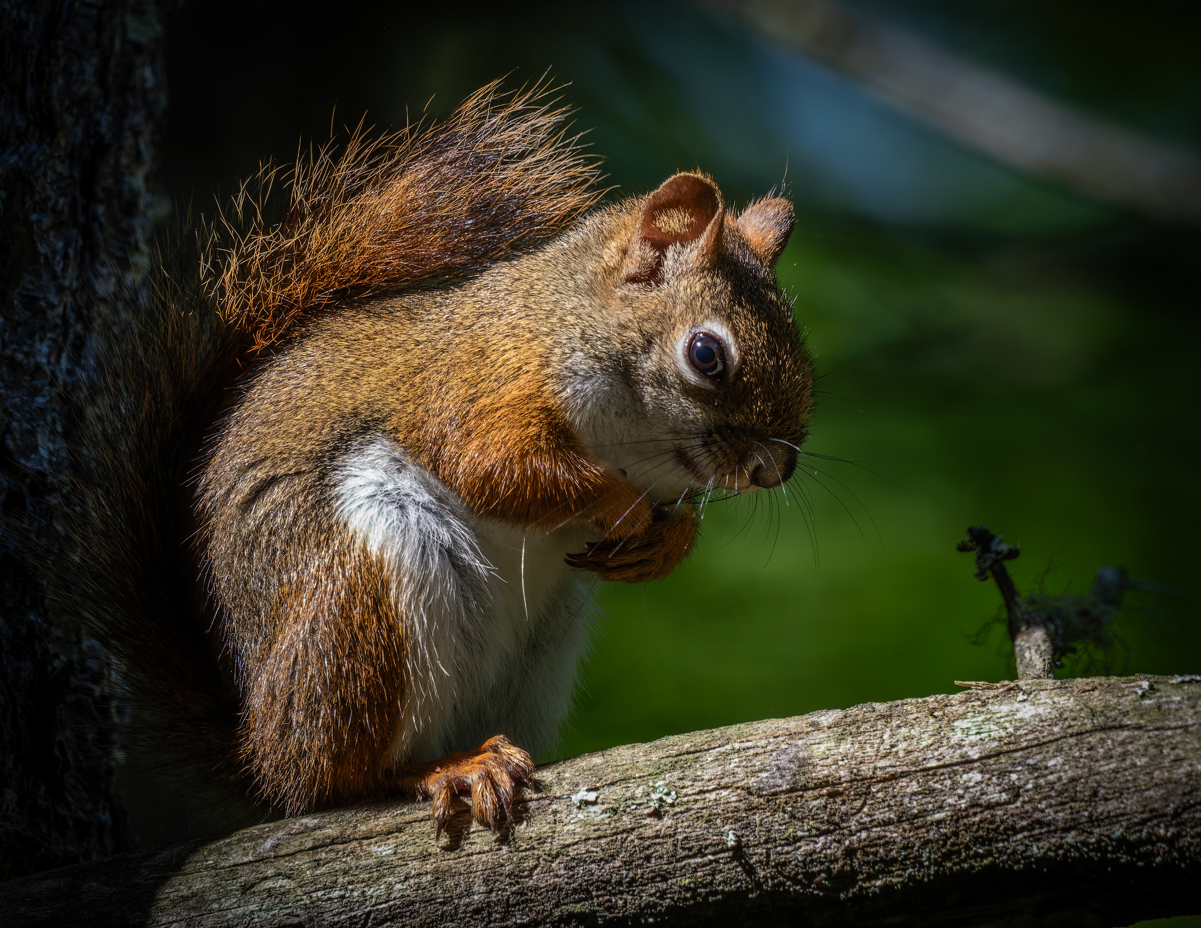 Red Squirrel No1