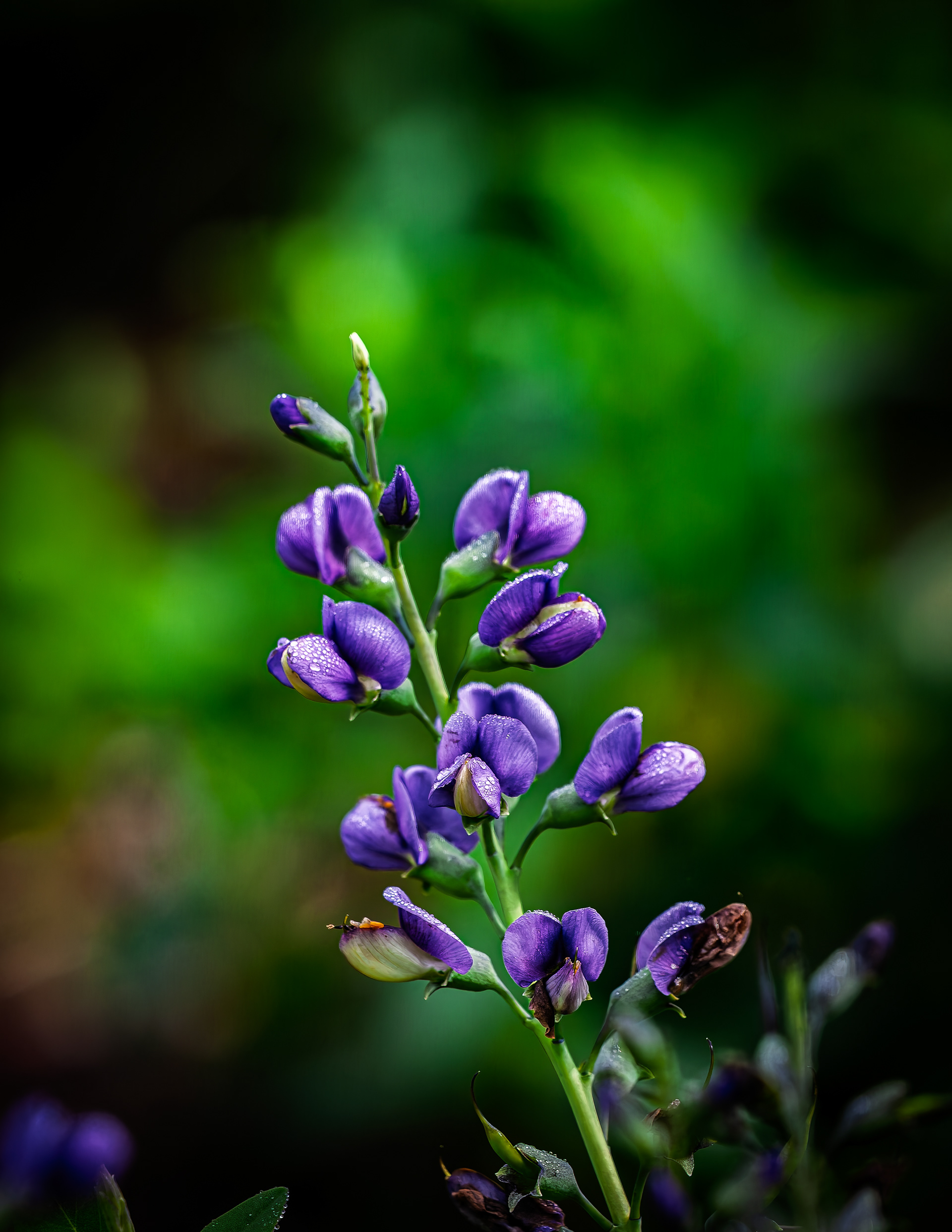 Baptisia