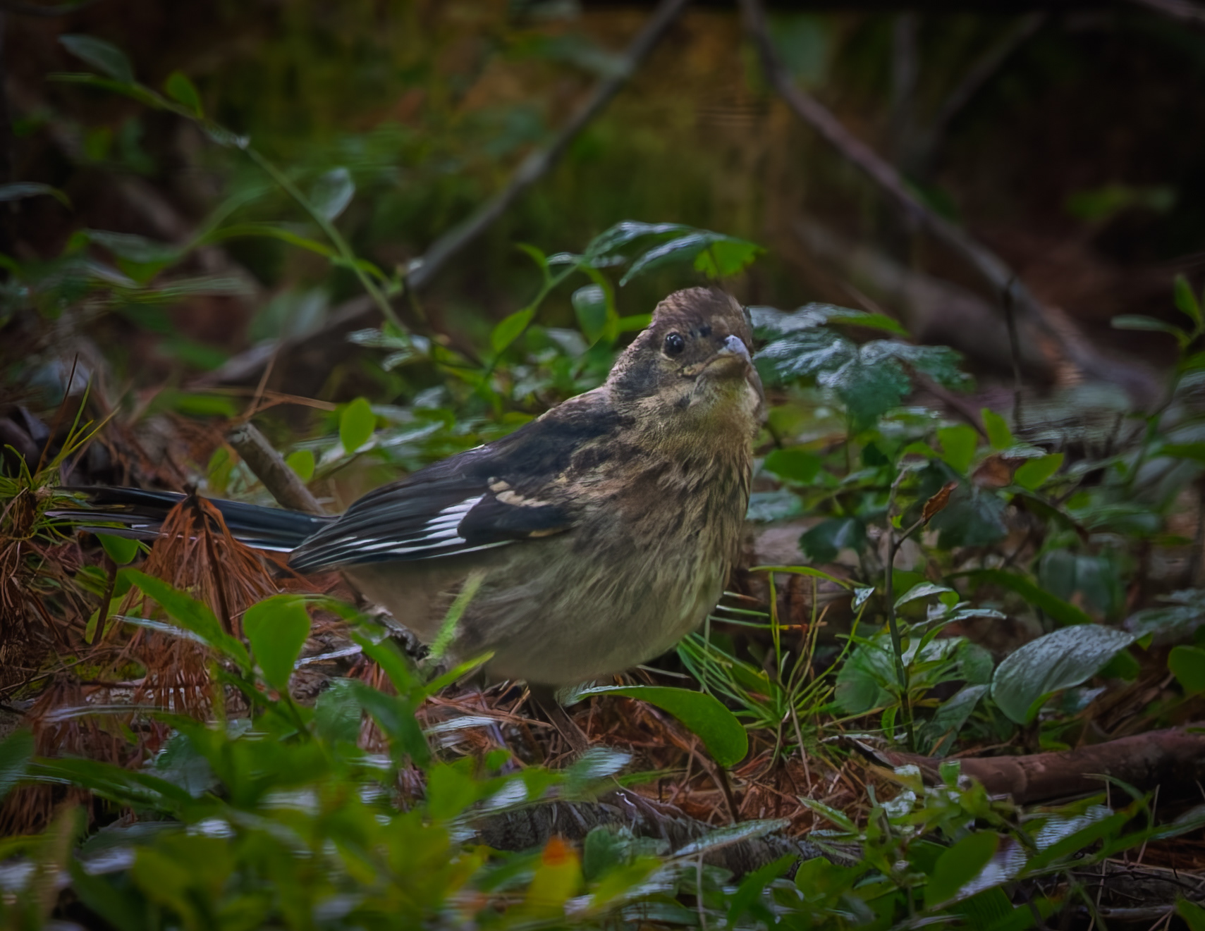 Juvenile Eastern Towhee No2