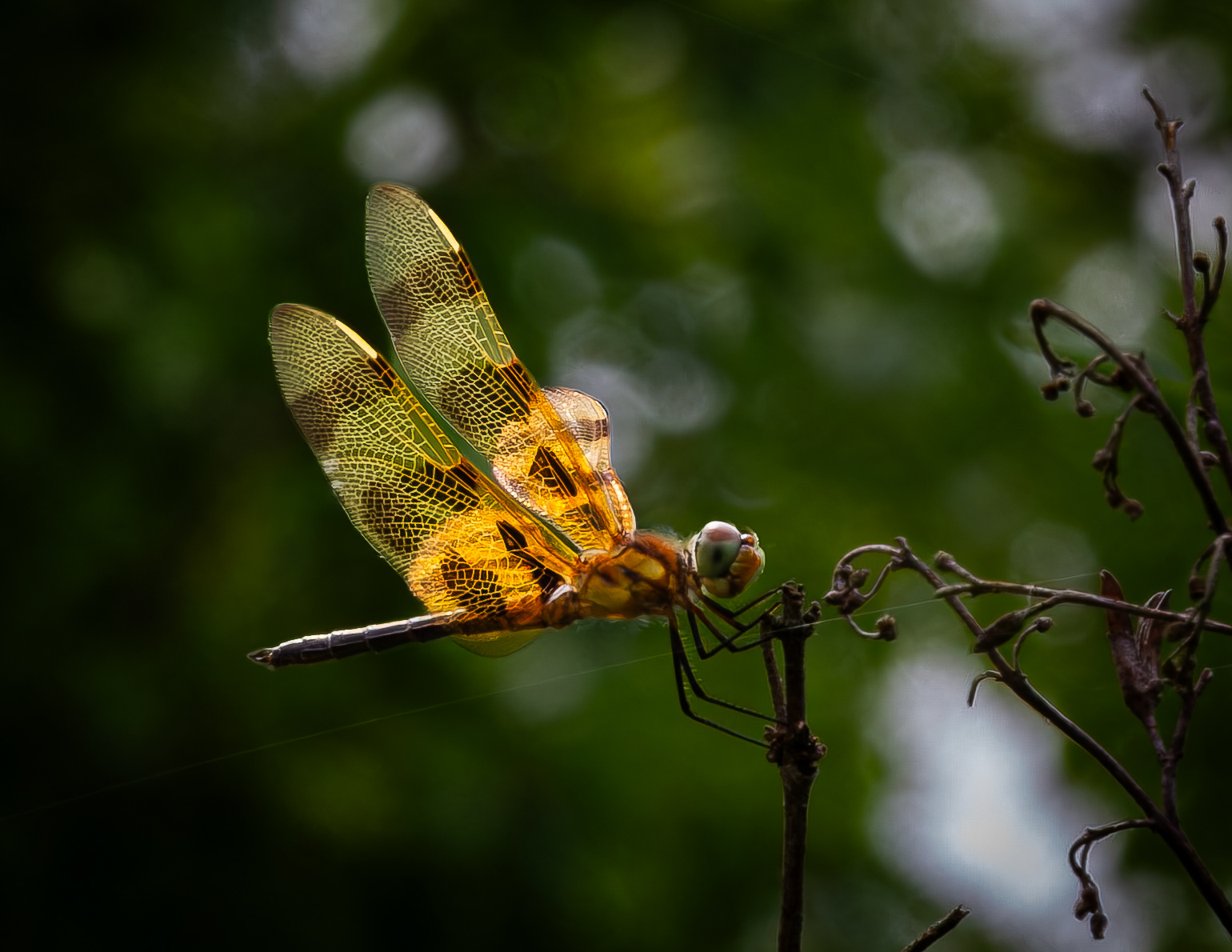 Dragonfly