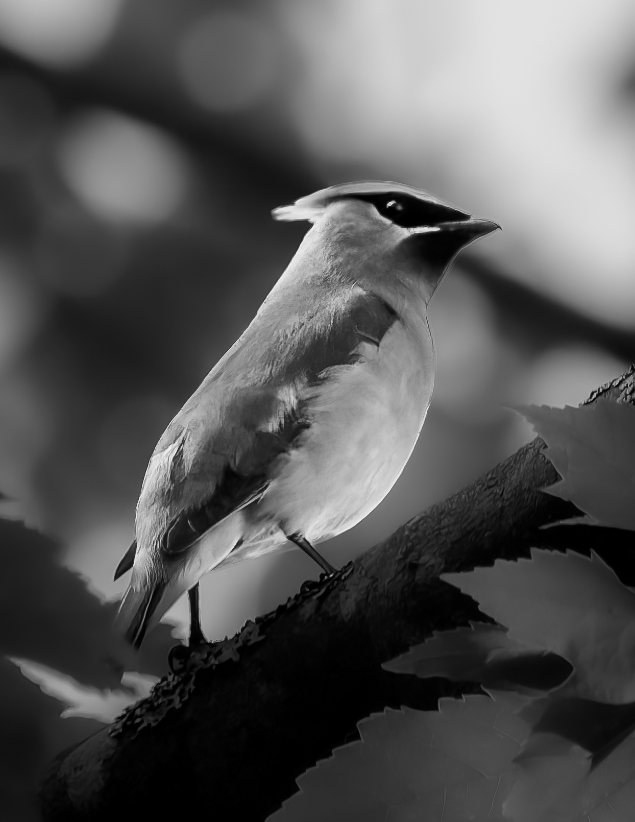 Cedar Waxwing No2