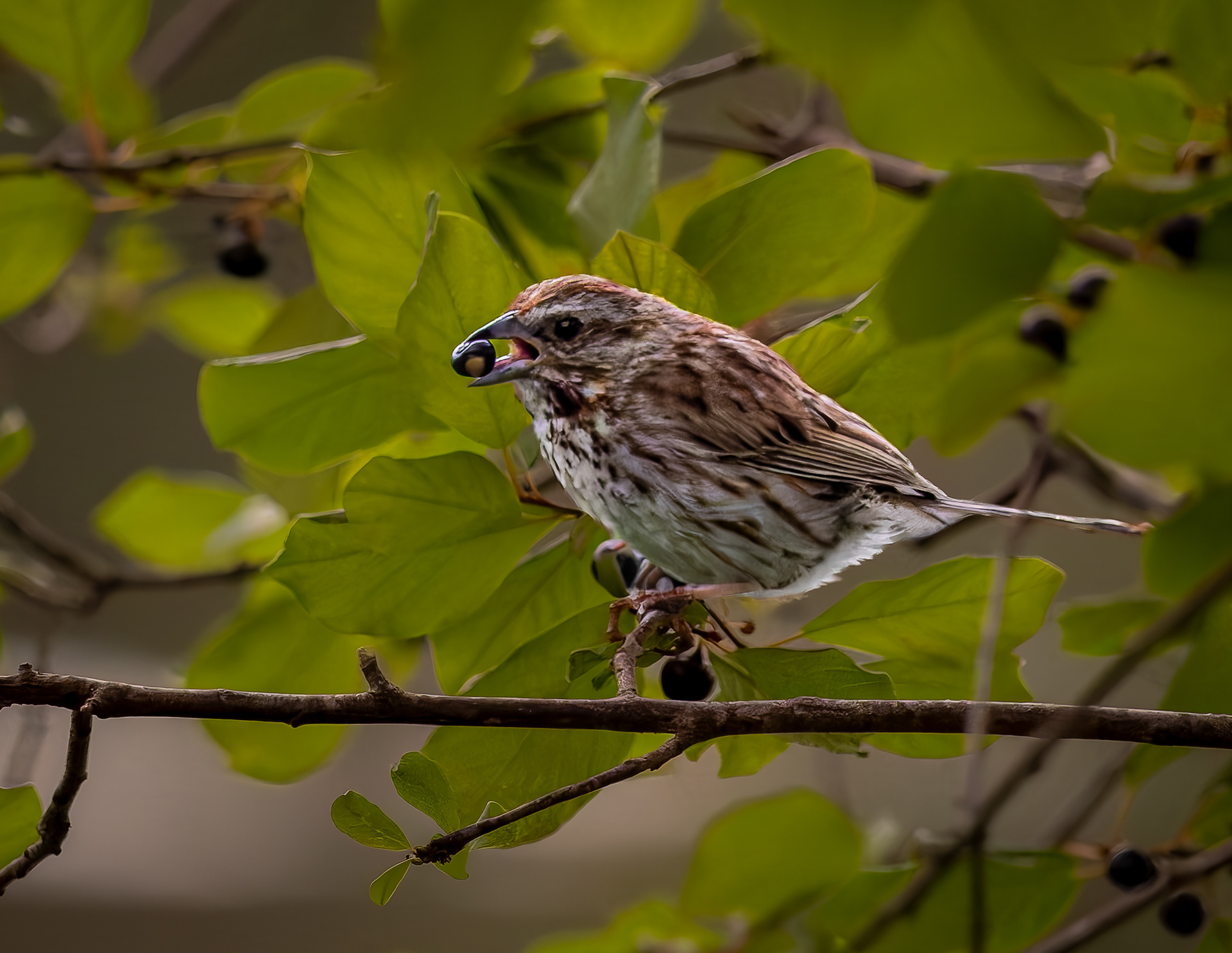 Song Sparrow No2