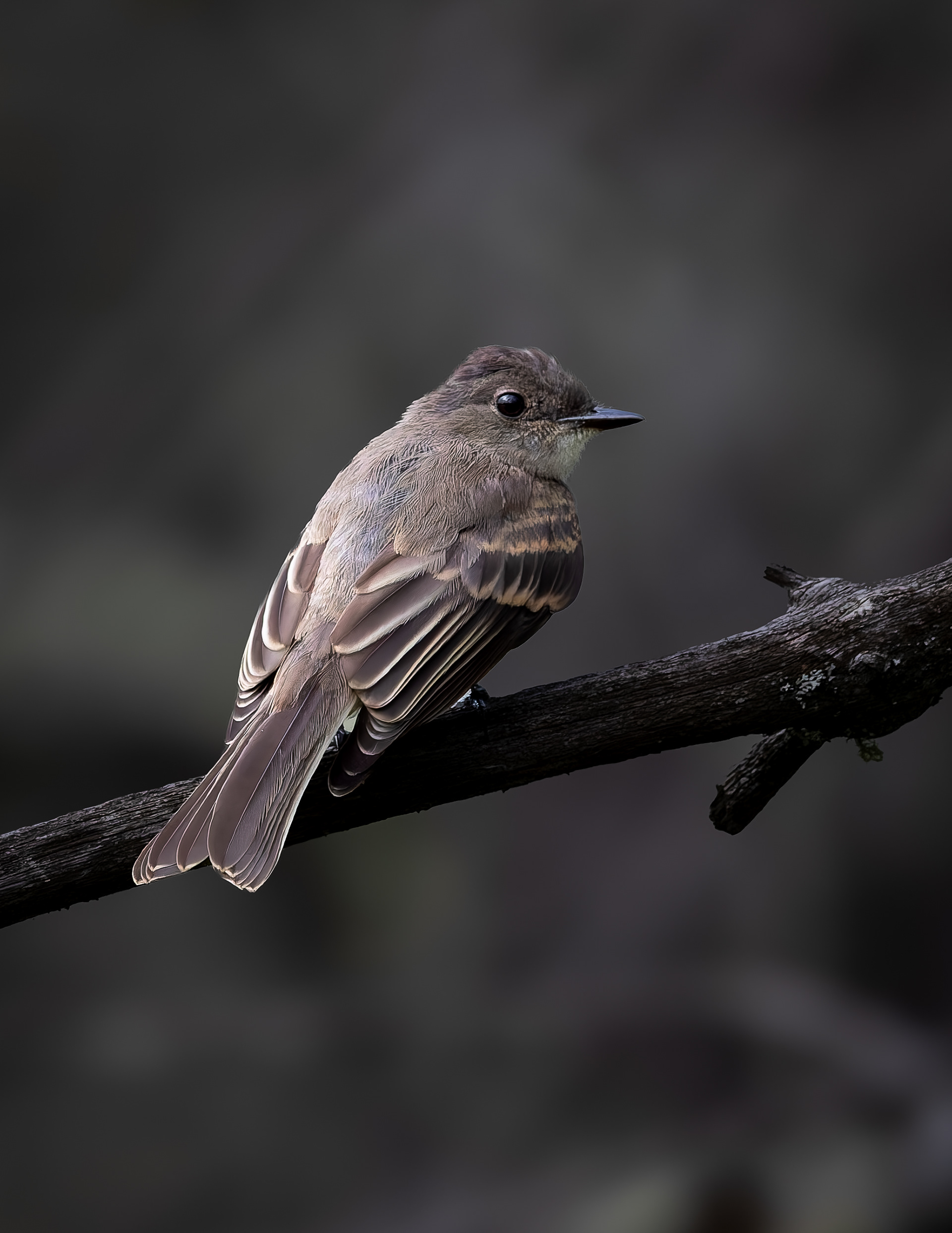 Eastern Phoebe No1