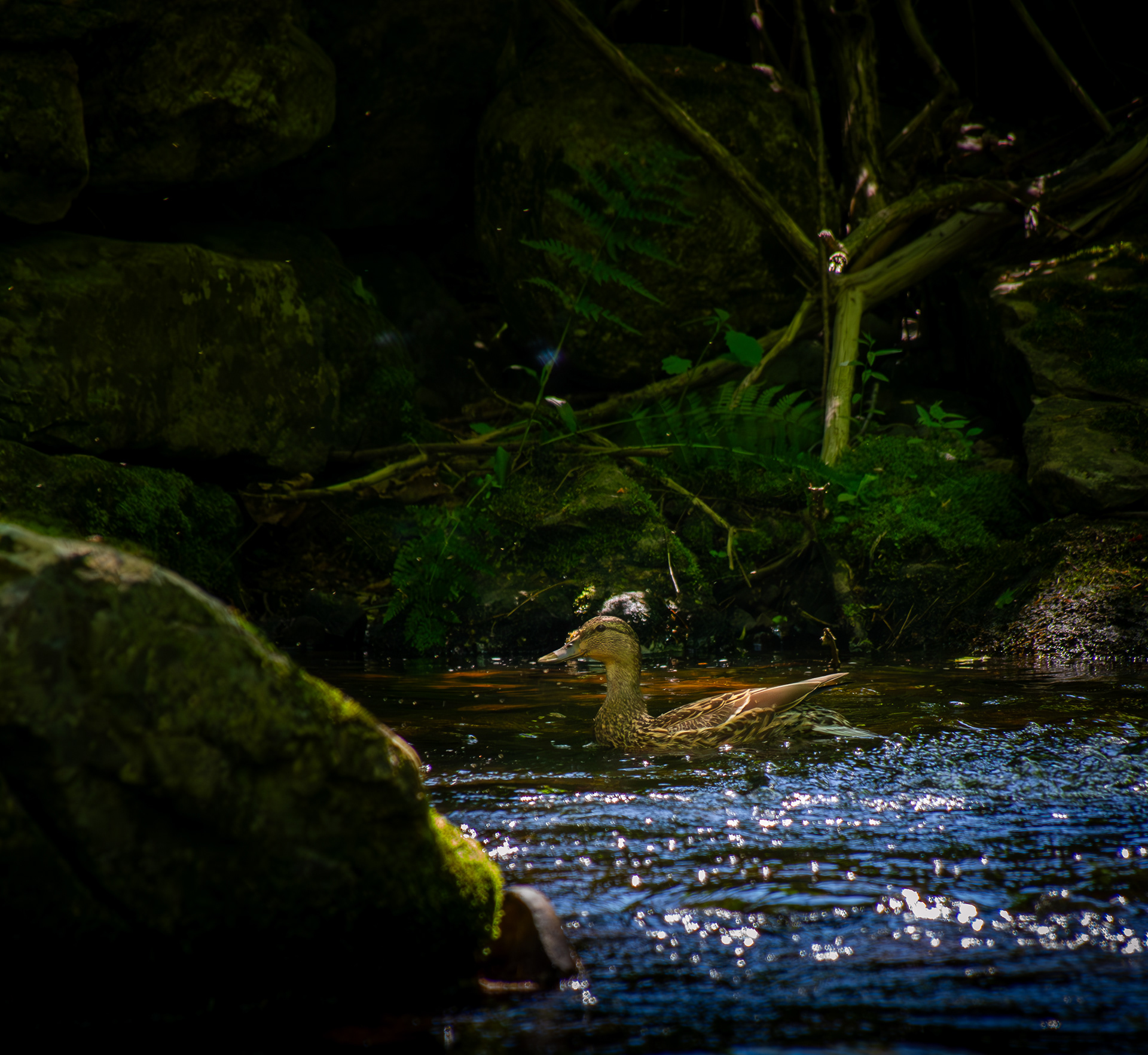 Mallard Hen in Gunstock Brook