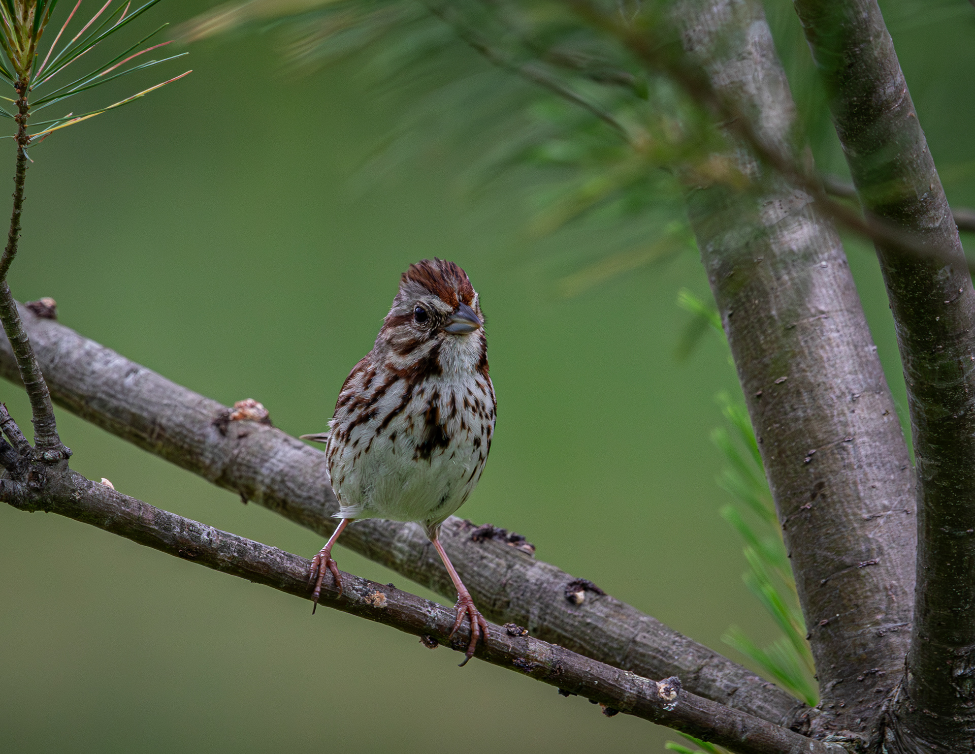 Song Sparrow No2
