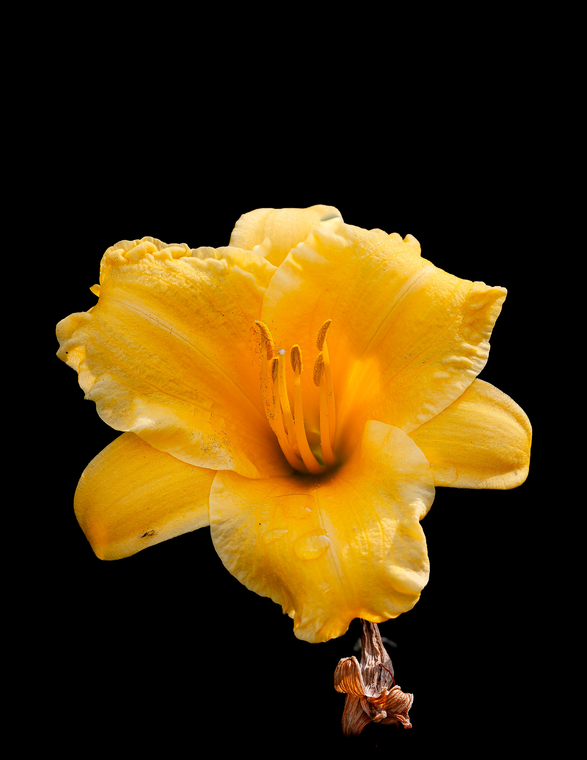 Stella d'Oro Daylily