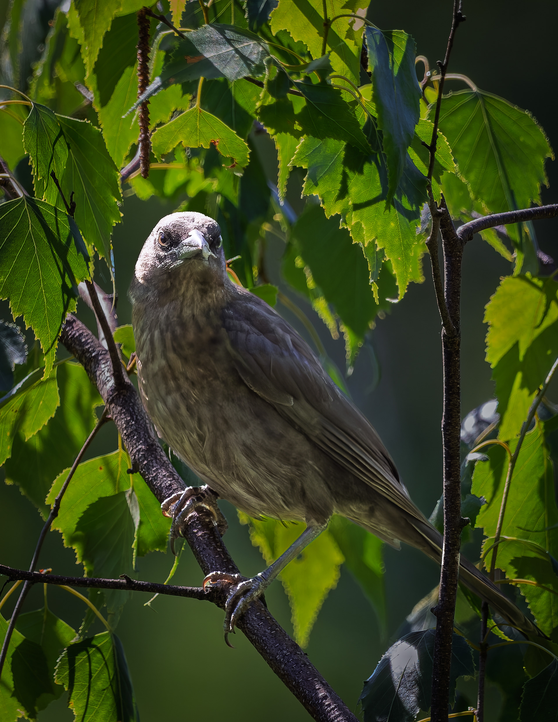 Juvenile Common Starling