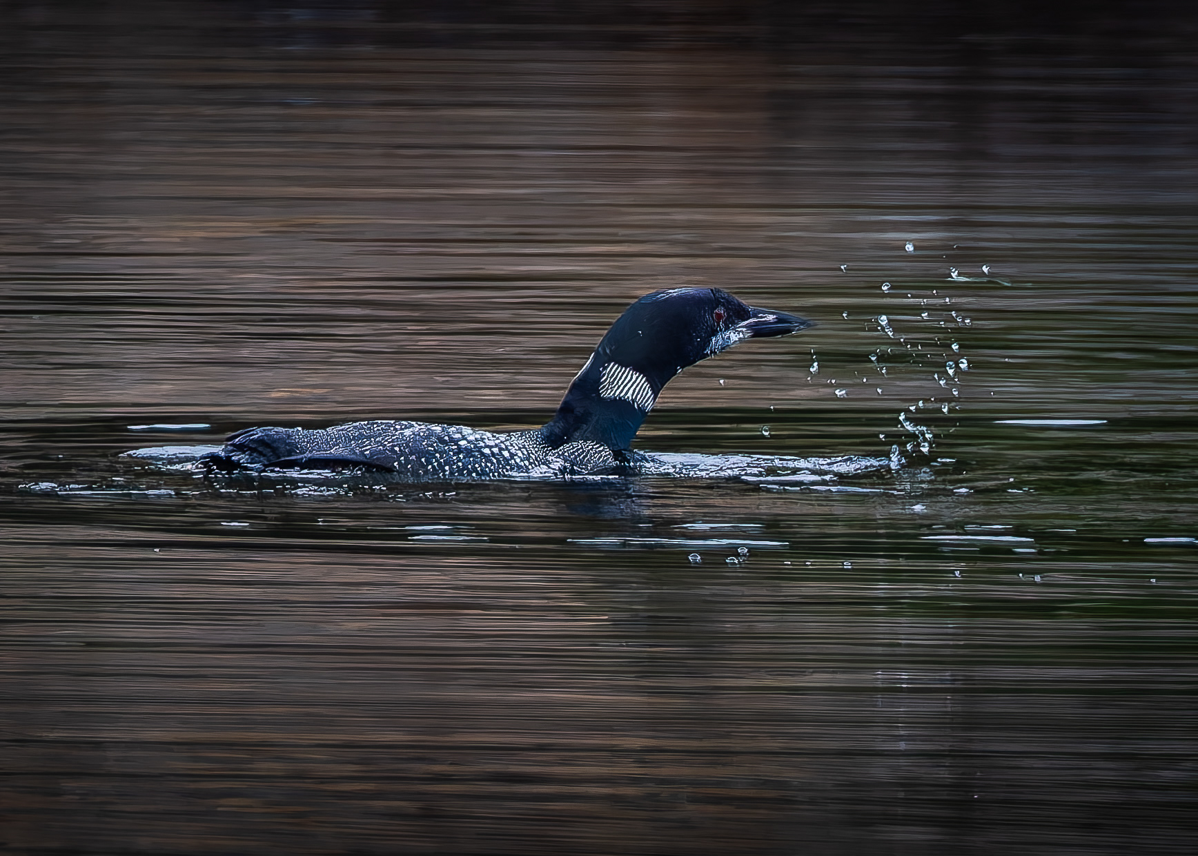 Common Loon No2