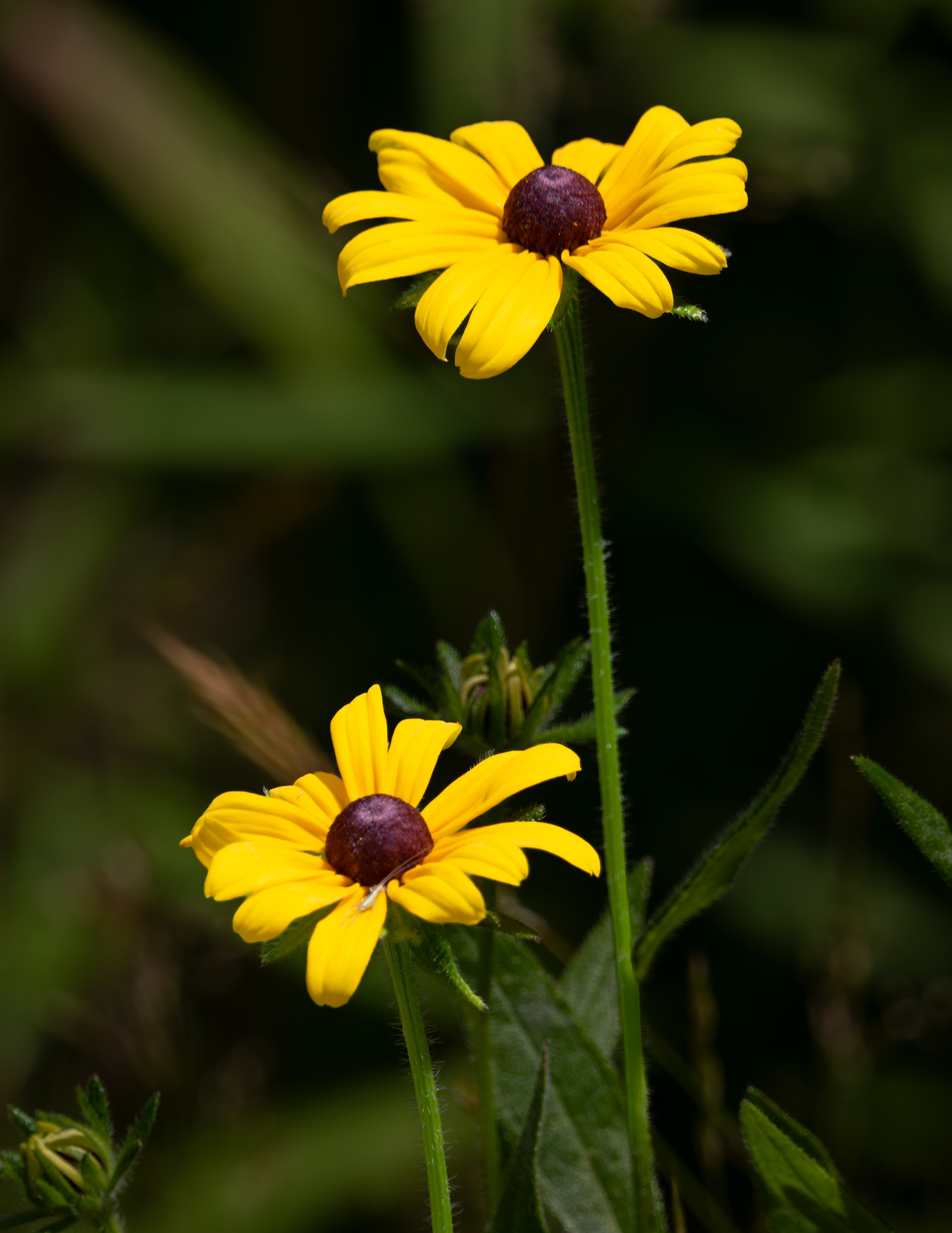 Rudbeckia