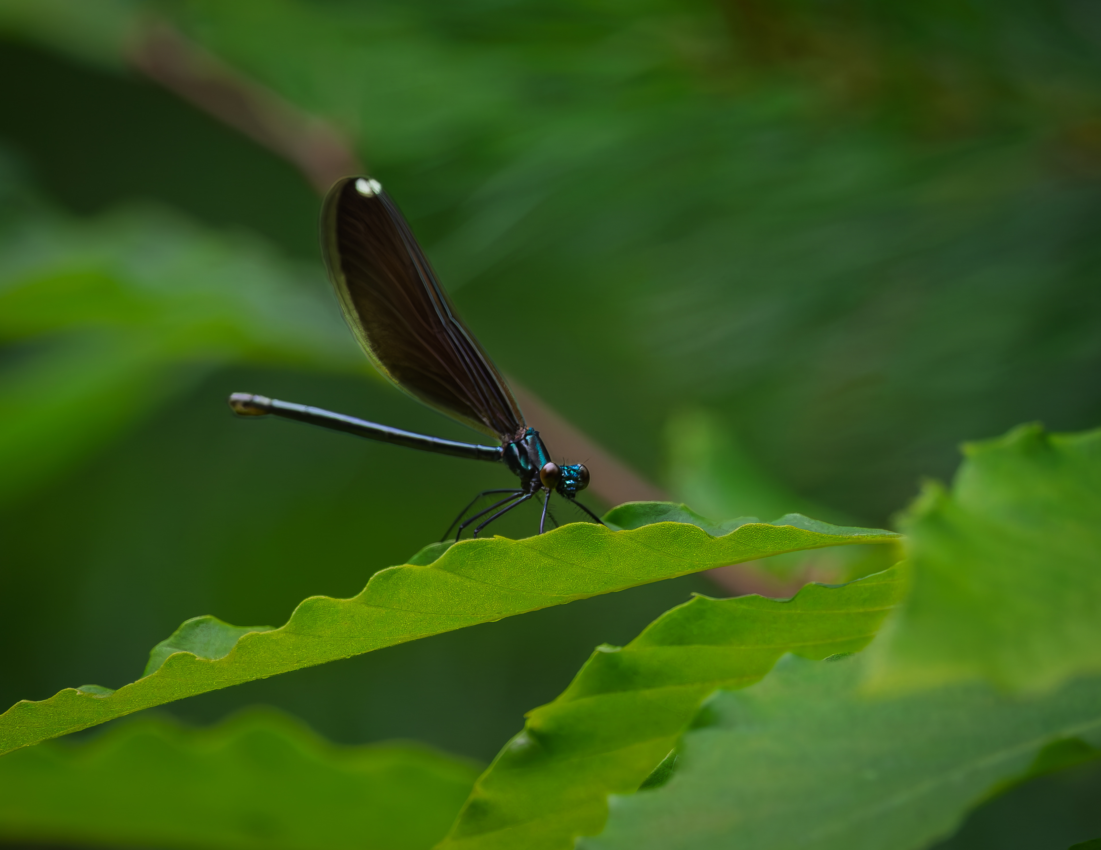 Ebony Jewel Damselfly