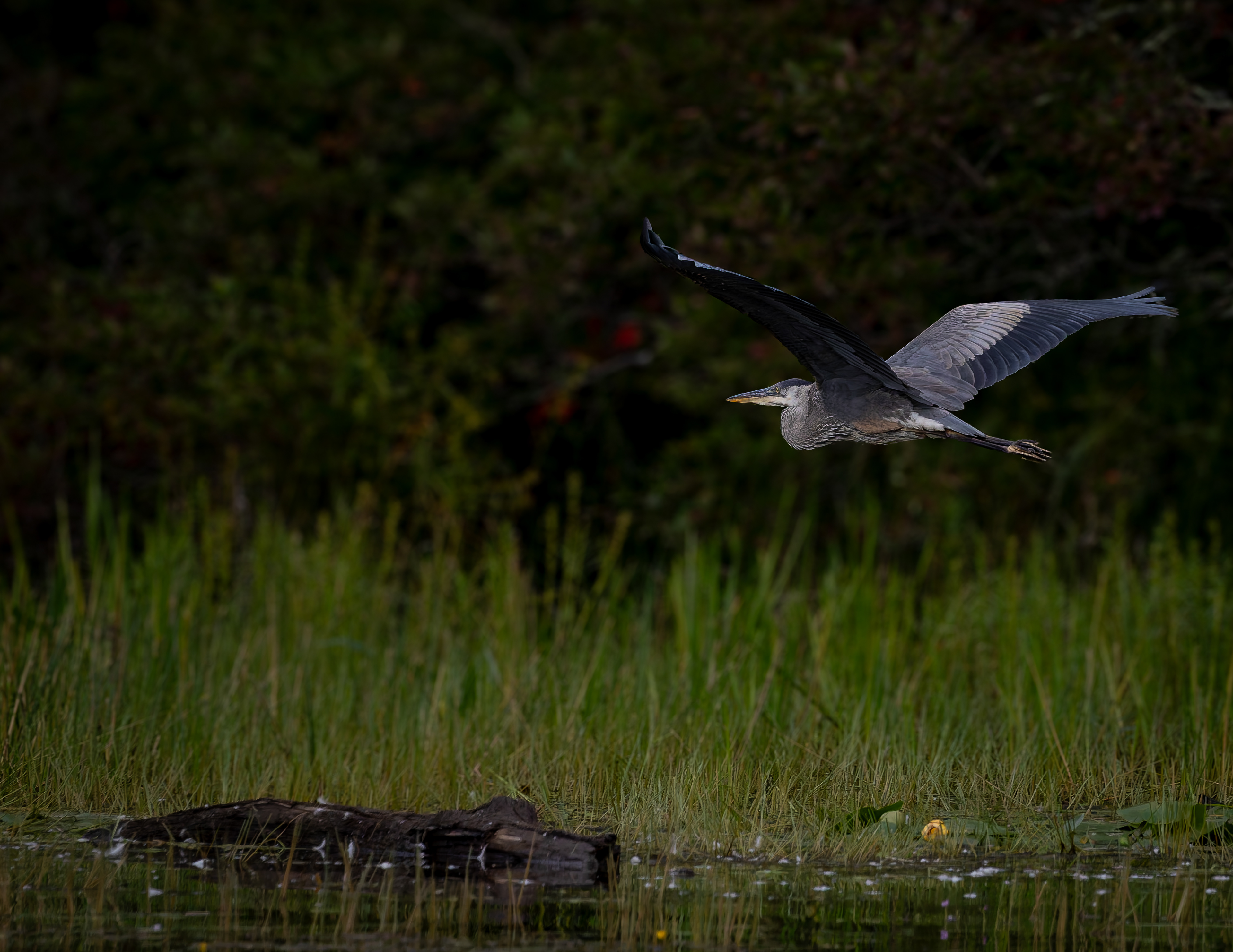 Great Blue Heron No15
