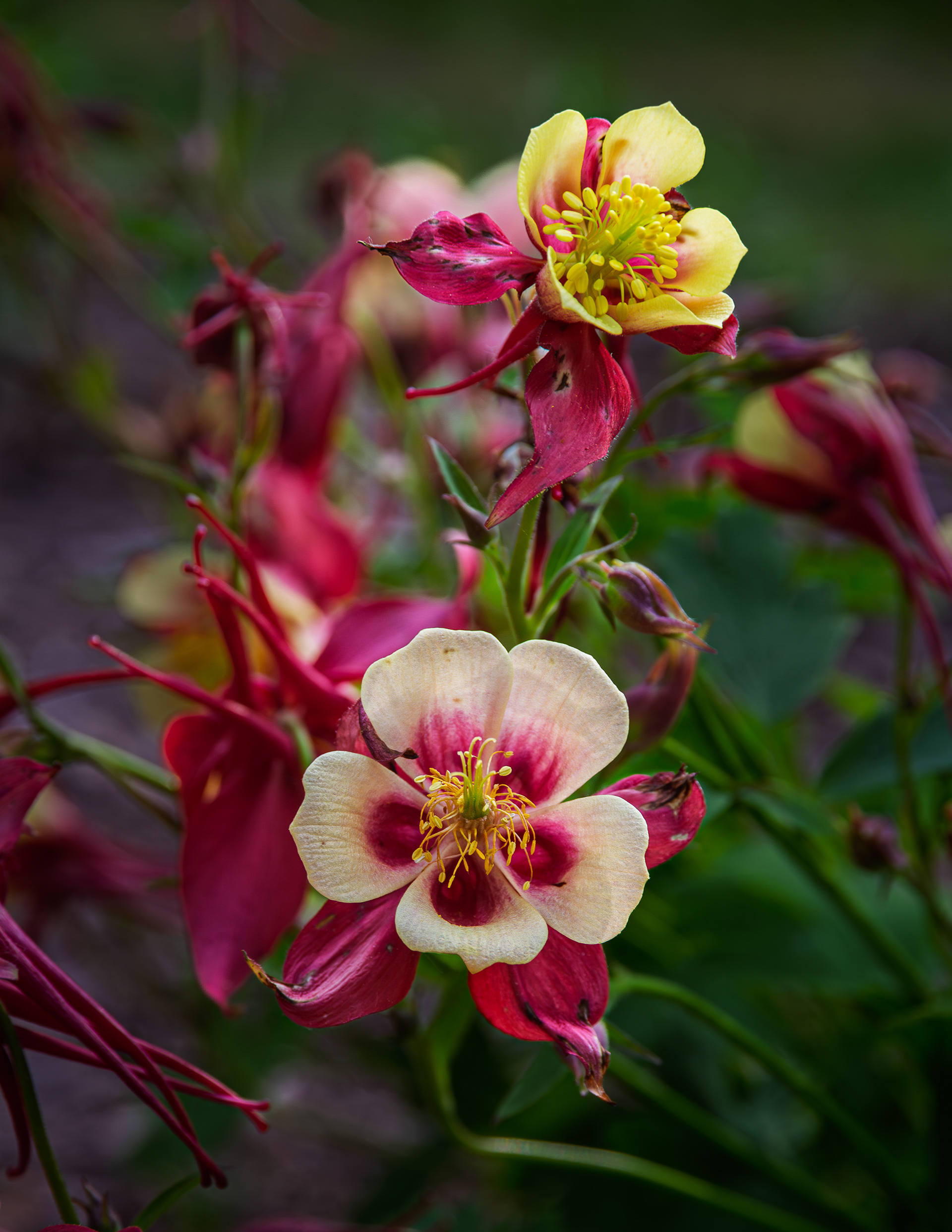 Early Bird Red and Yellow Columbine