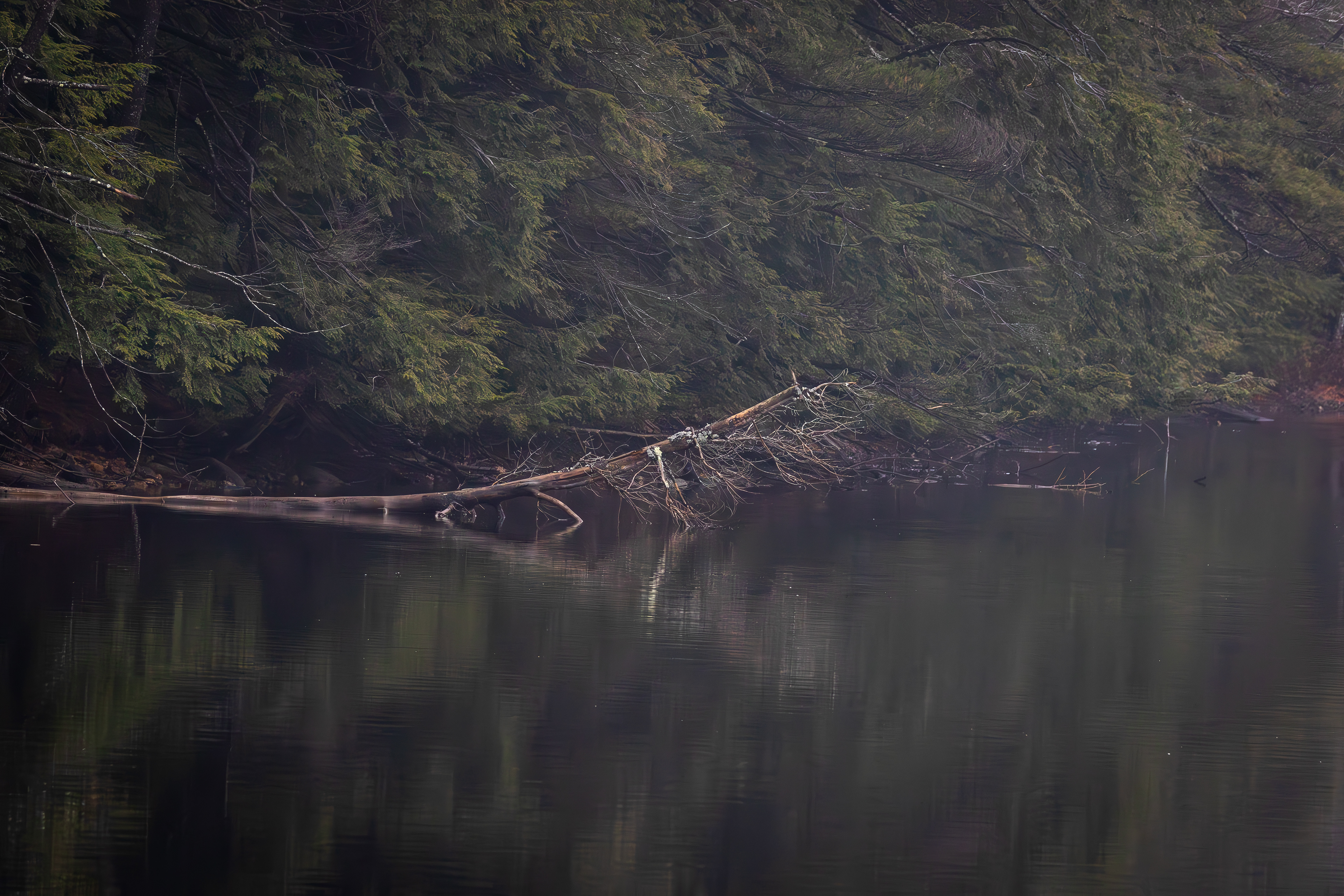 Fallen Tree in Meadow Pond in Color