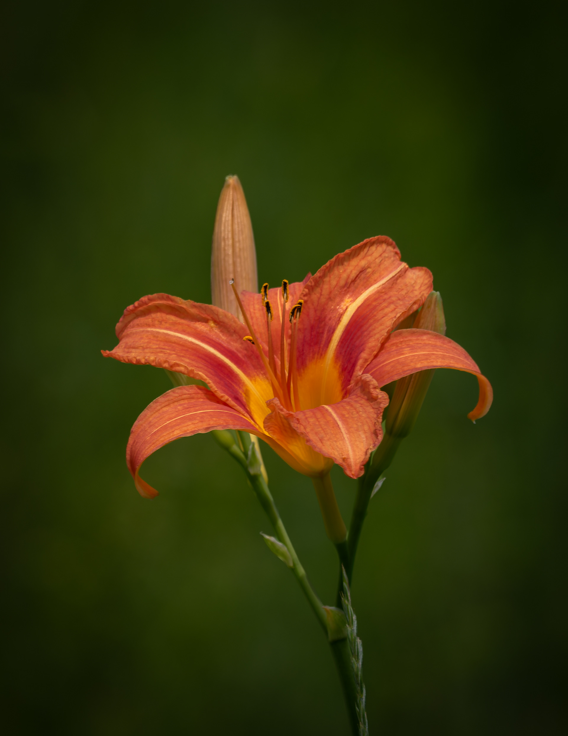Tiger Lily