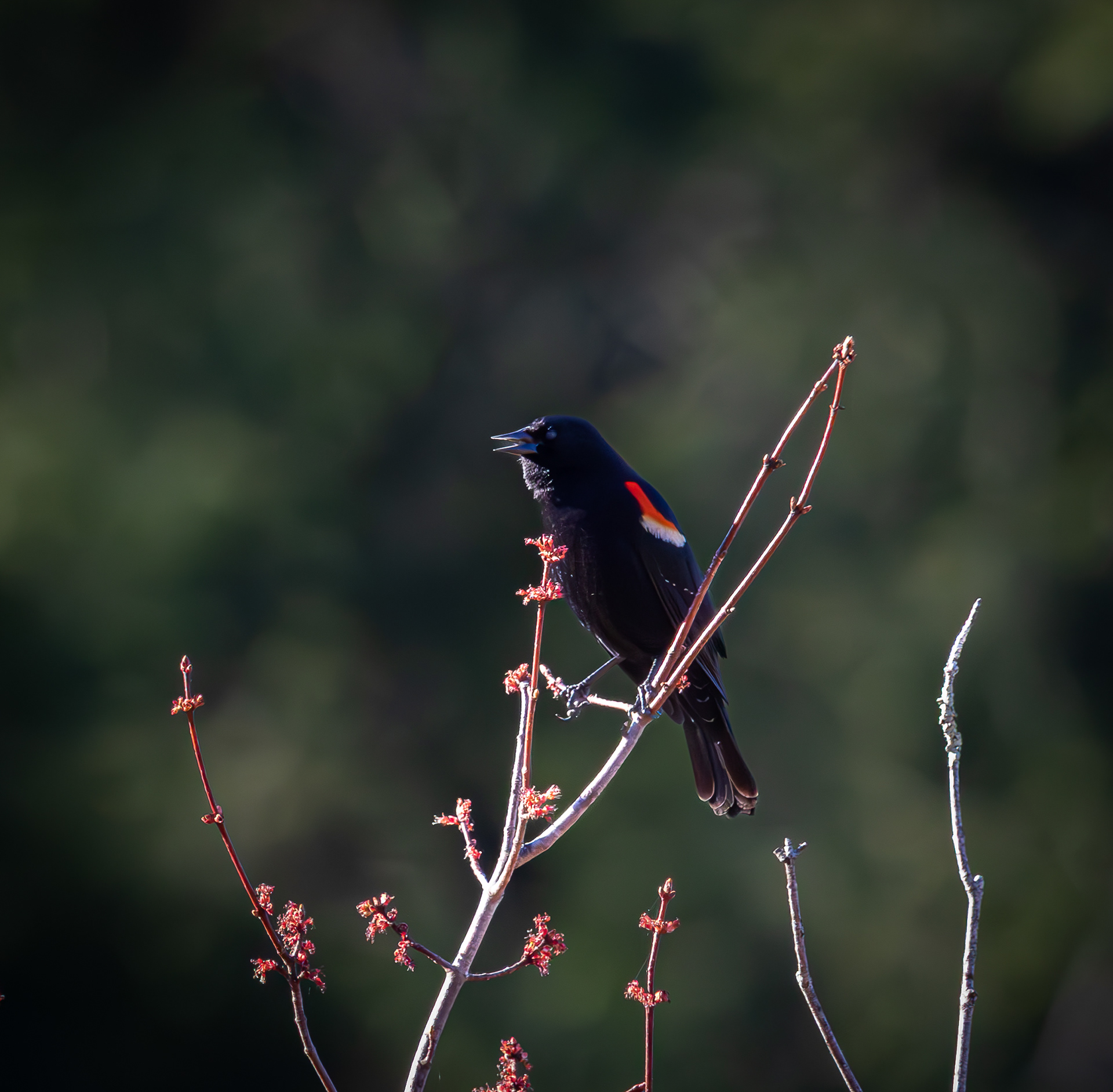 Male Red-winged Blackbird - April 27, 2026