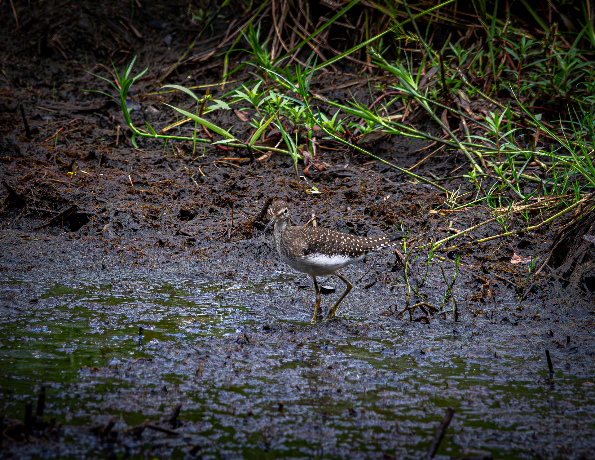 Spotted Sandpiper No1