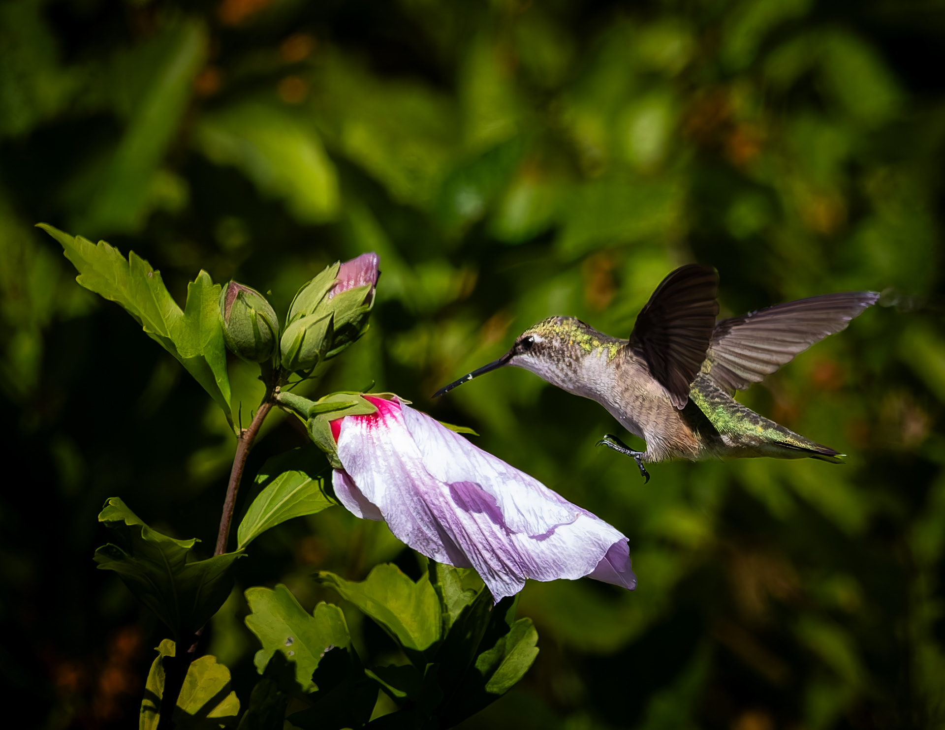Ruby-throated Hummingbird No4 - August 21, 2026