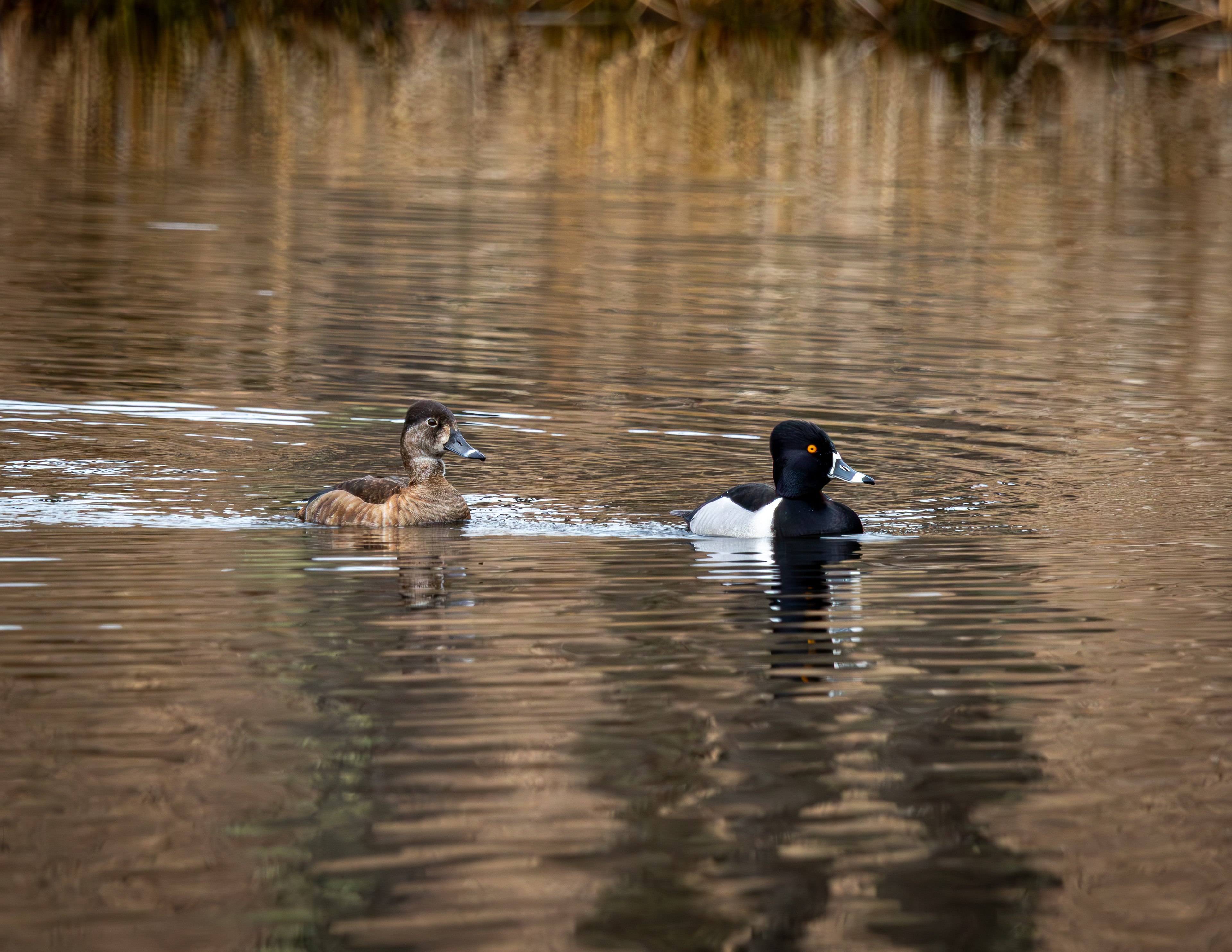 Ringnecked Ducks at CSV No2