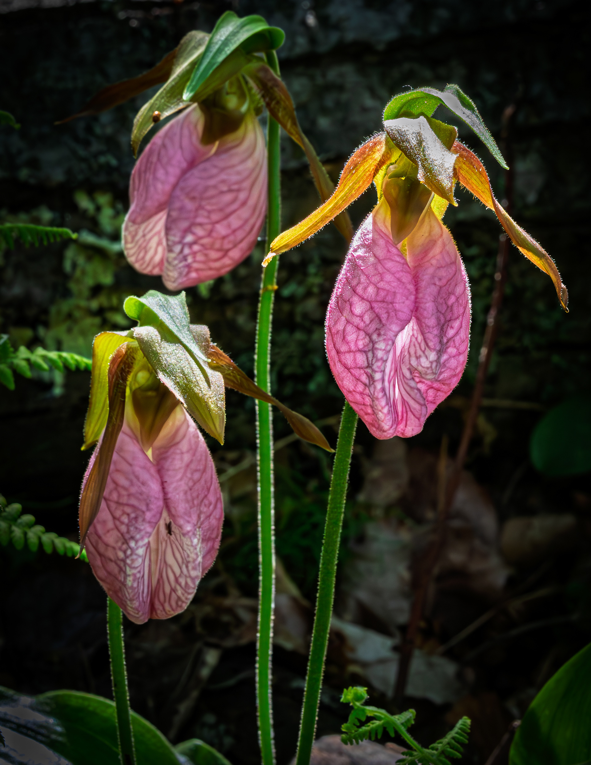 Lady Slippers No3