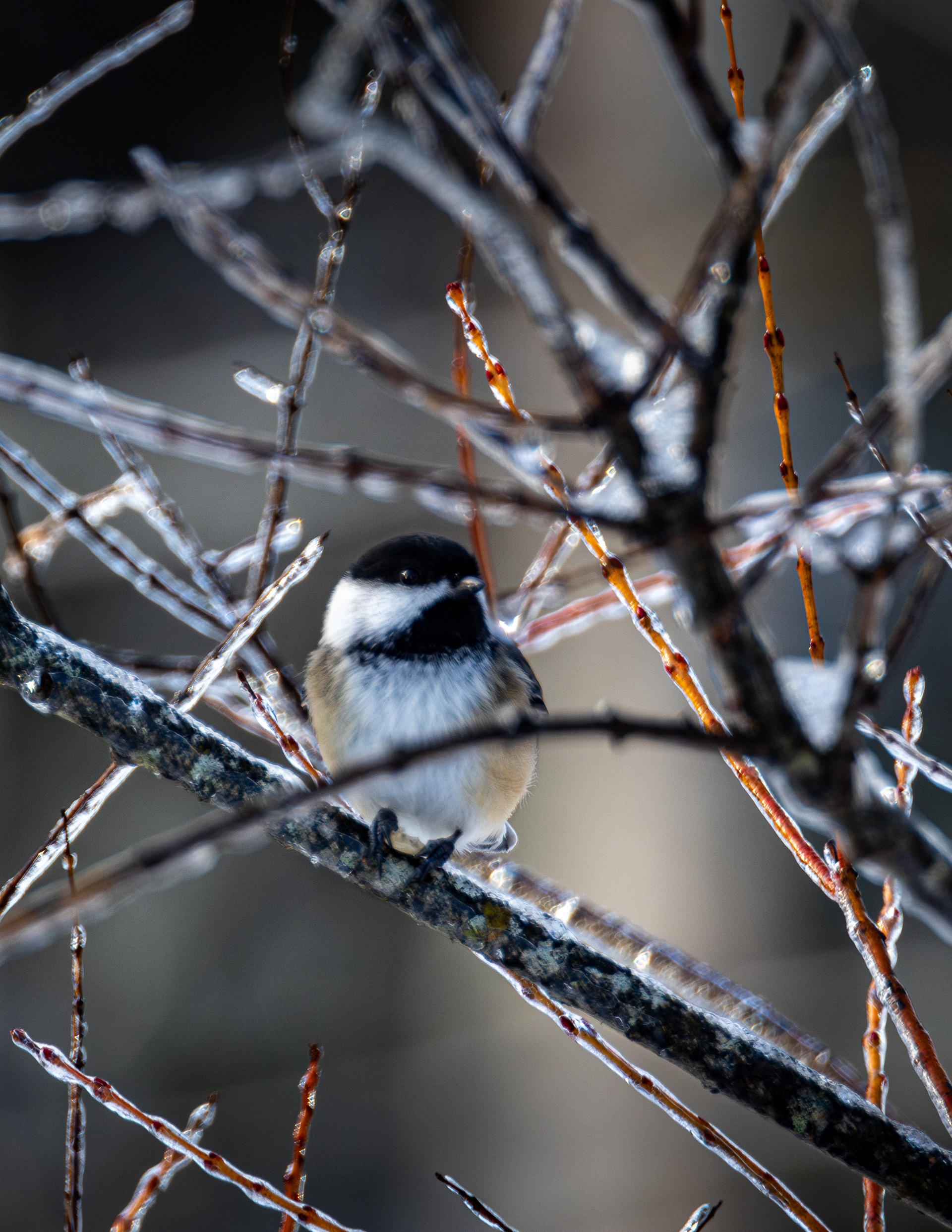 Black-capped Chickadee No2