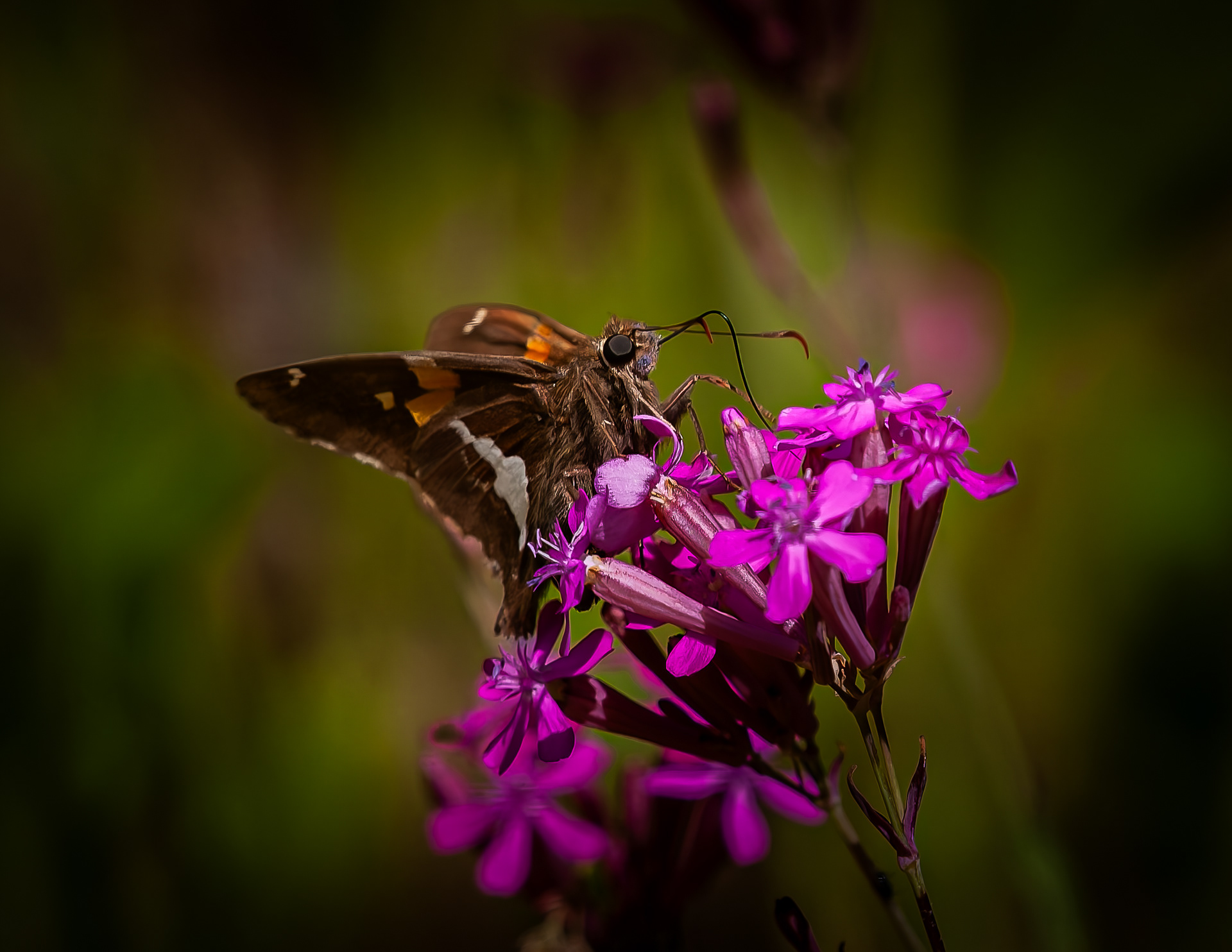 Silver Spotted Skipper Butterfly - June 21, 2026