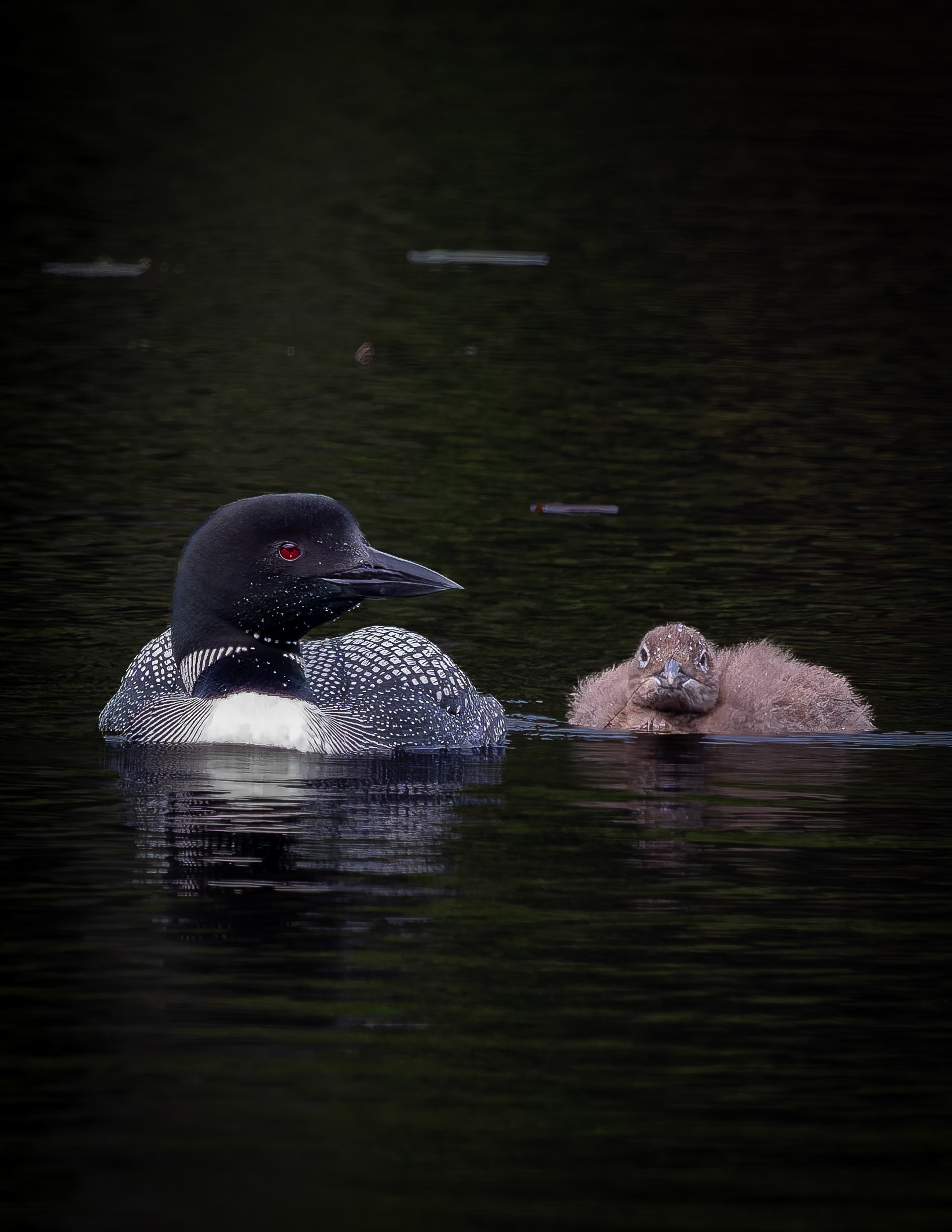 Common Loon Hen with Chick No2