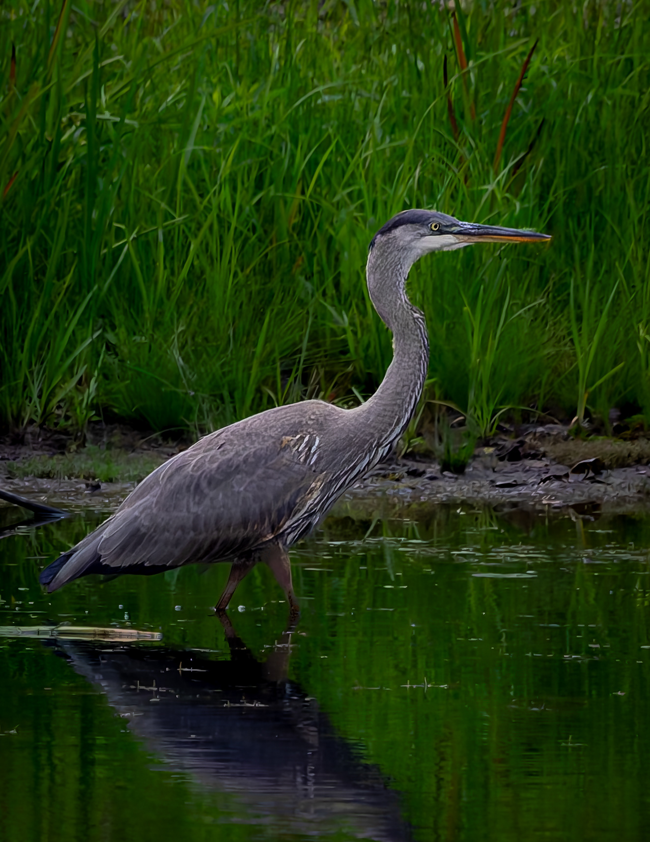 Great Blue Heron No7