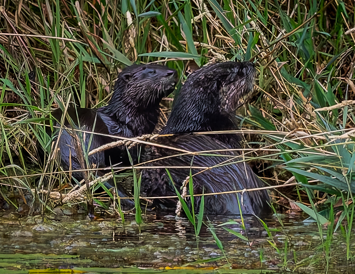 River Otters No2