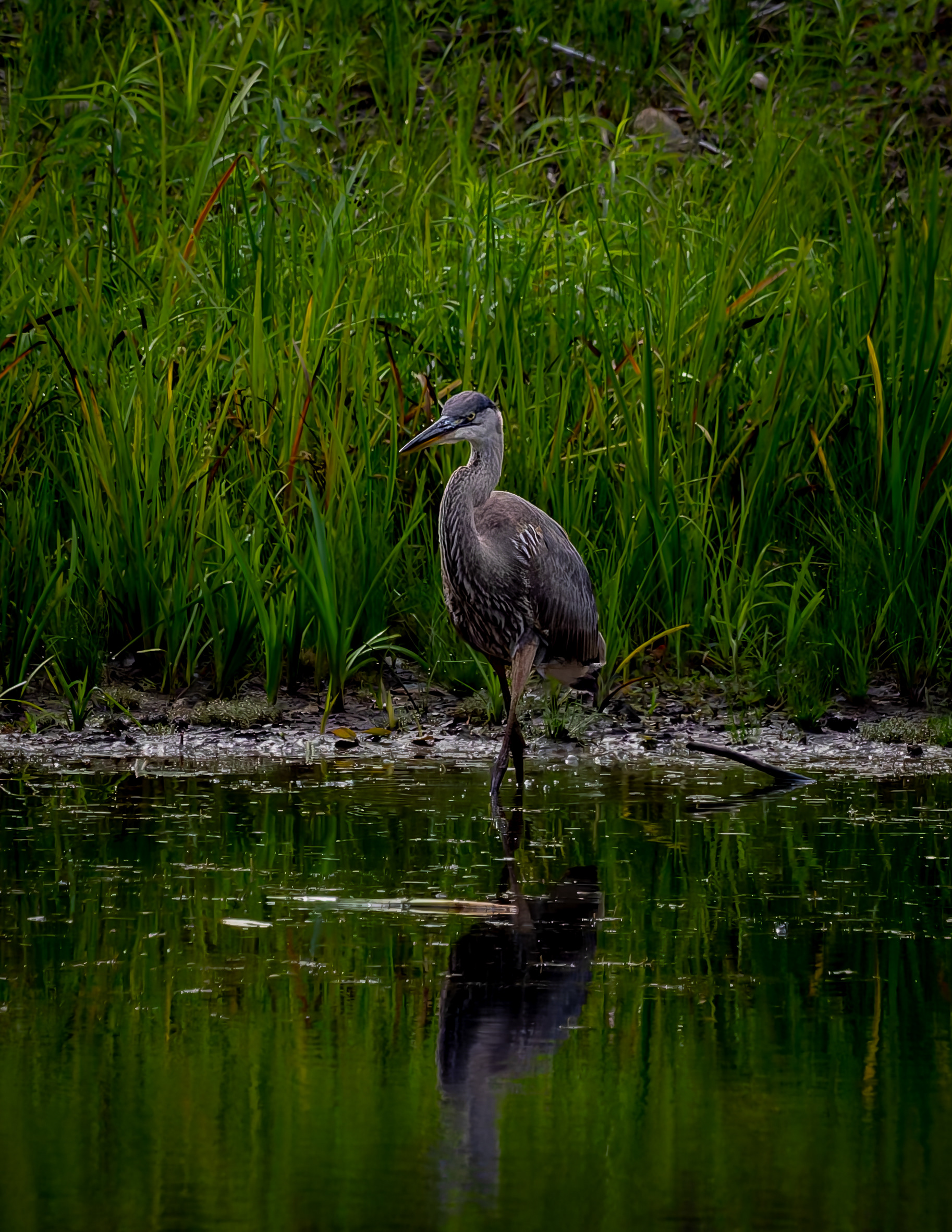 Great Blue Heron No4