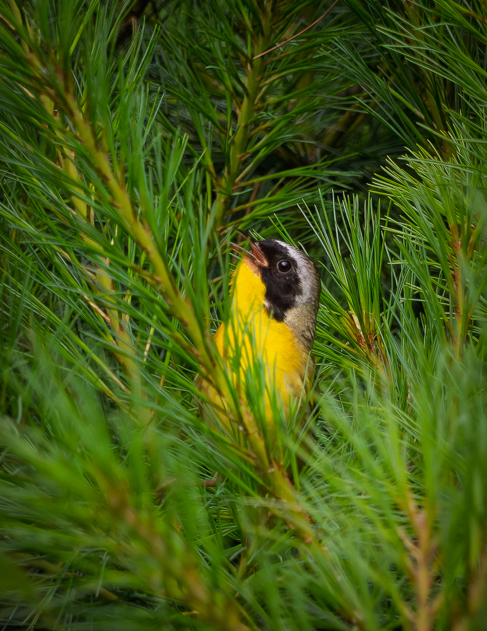 Common Yellowthroat No2