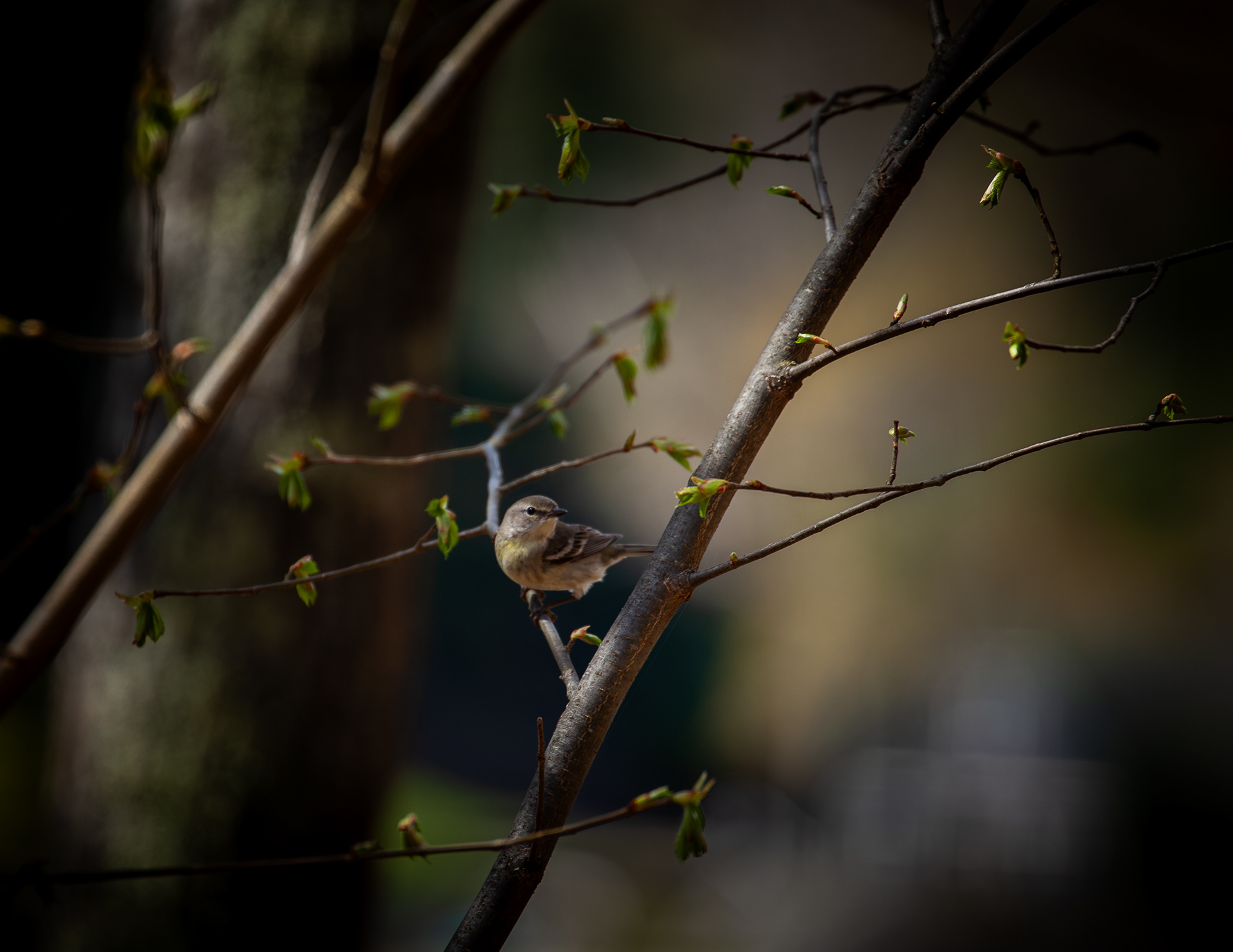 Pine Warbler at Shellcamp Lake